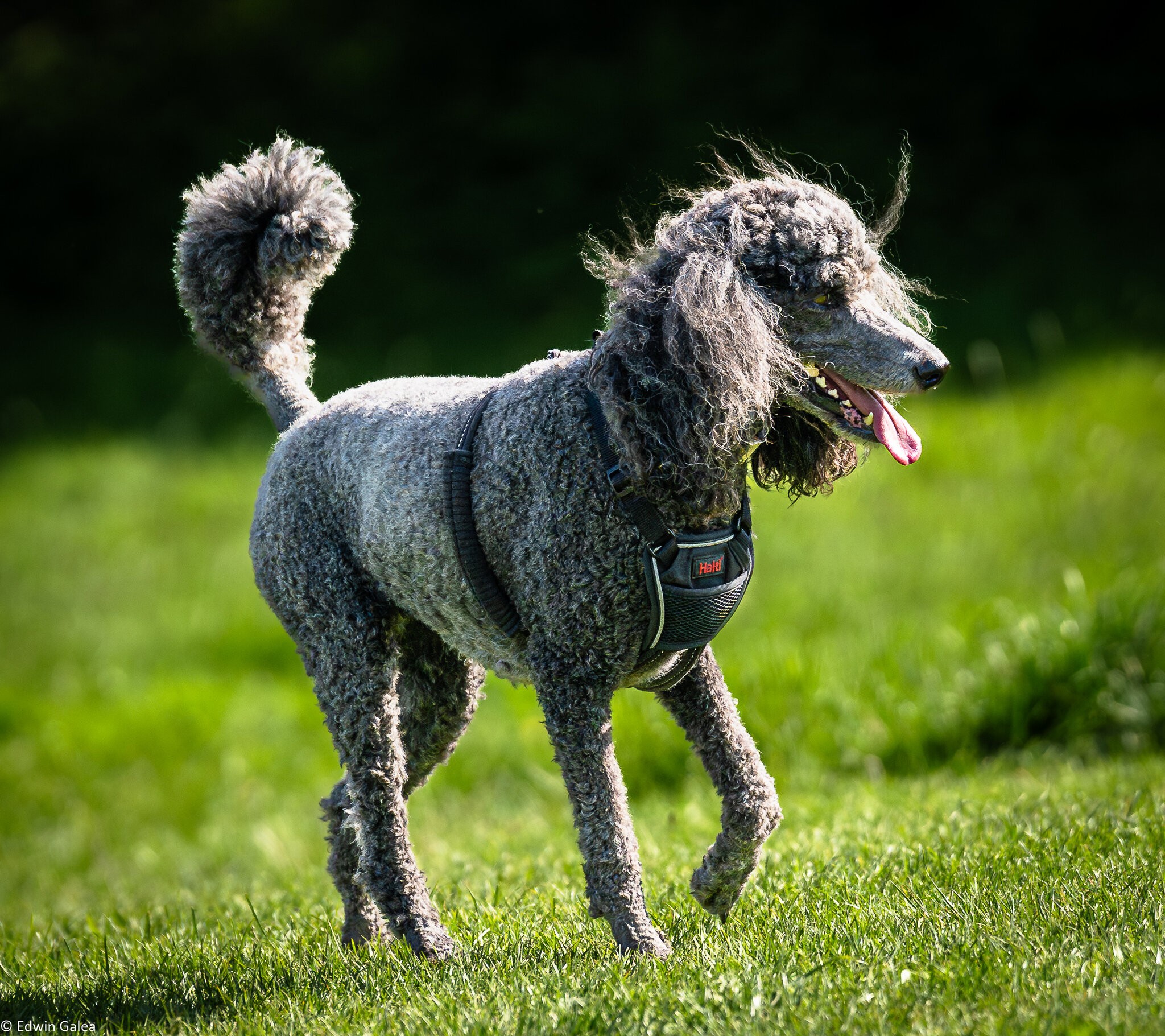 poodle-3.jpg