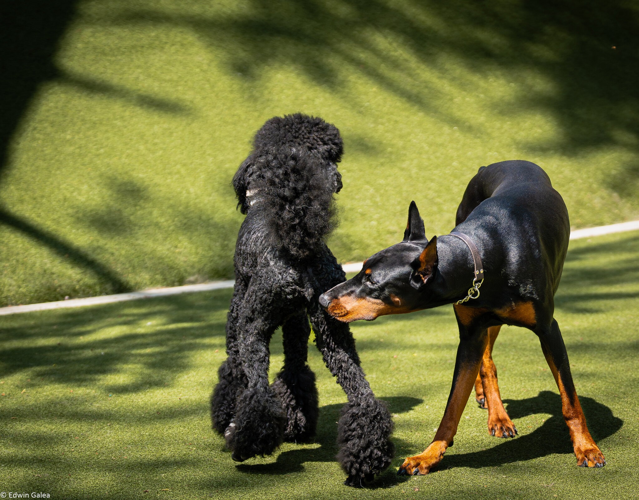 poodle play-5.jpg