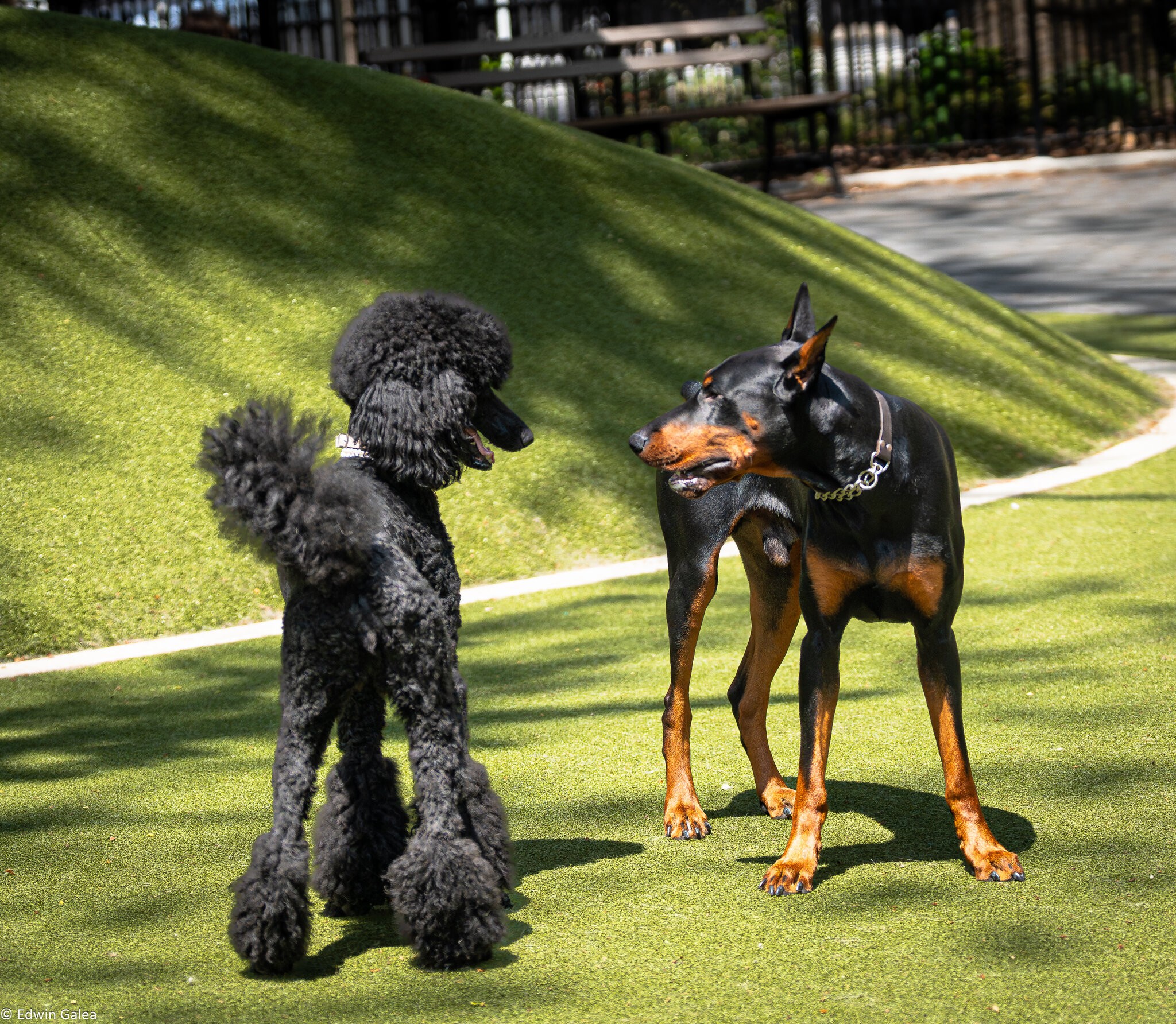 poodle play-6.jpg