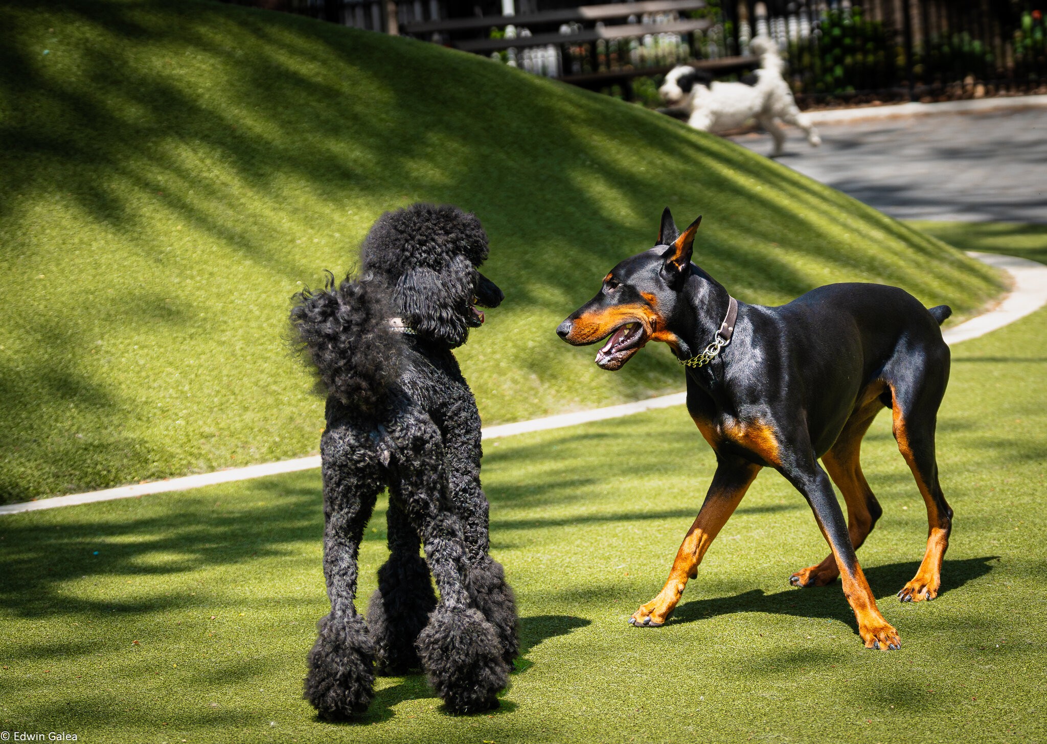 poodle play-8.jpg