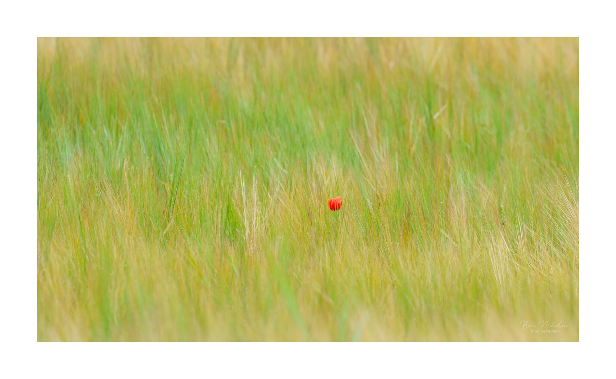 Poppy in a field.