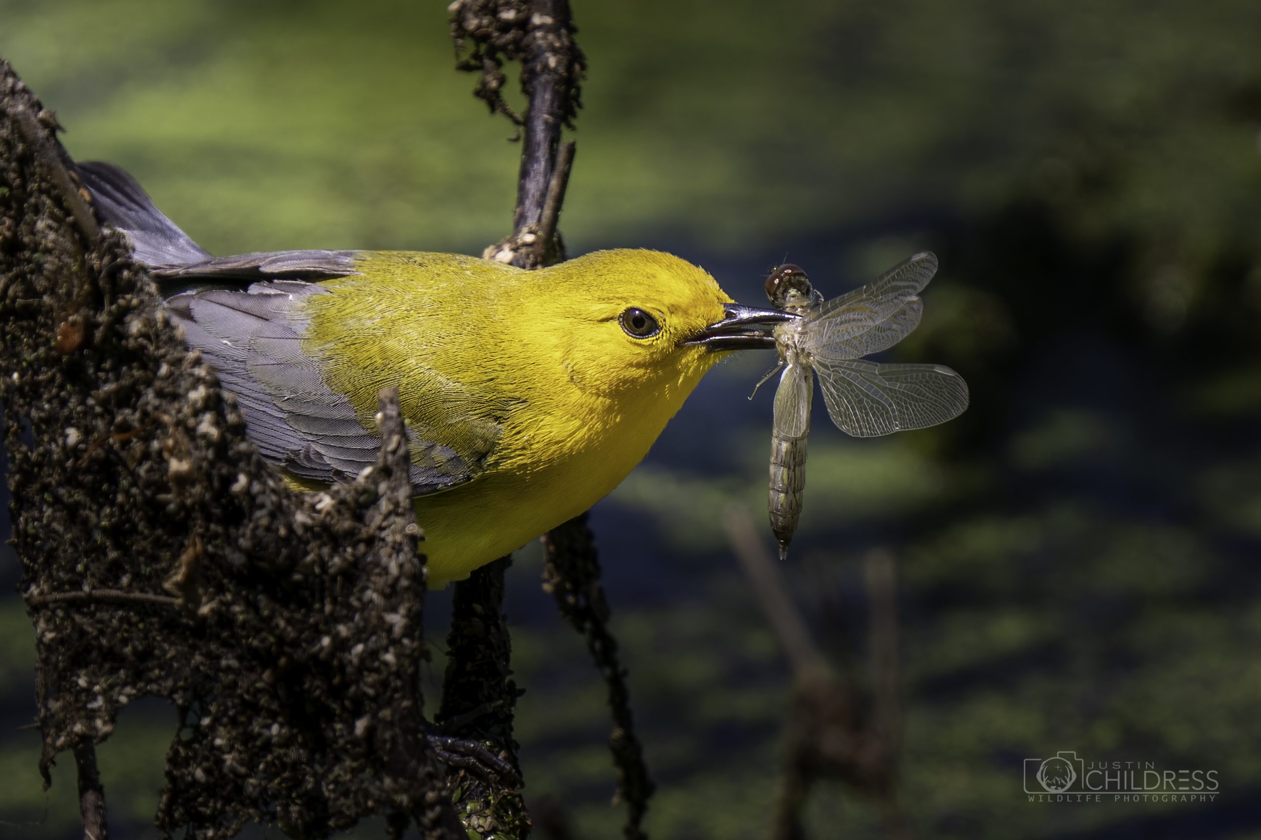 Prothonotary Warbler