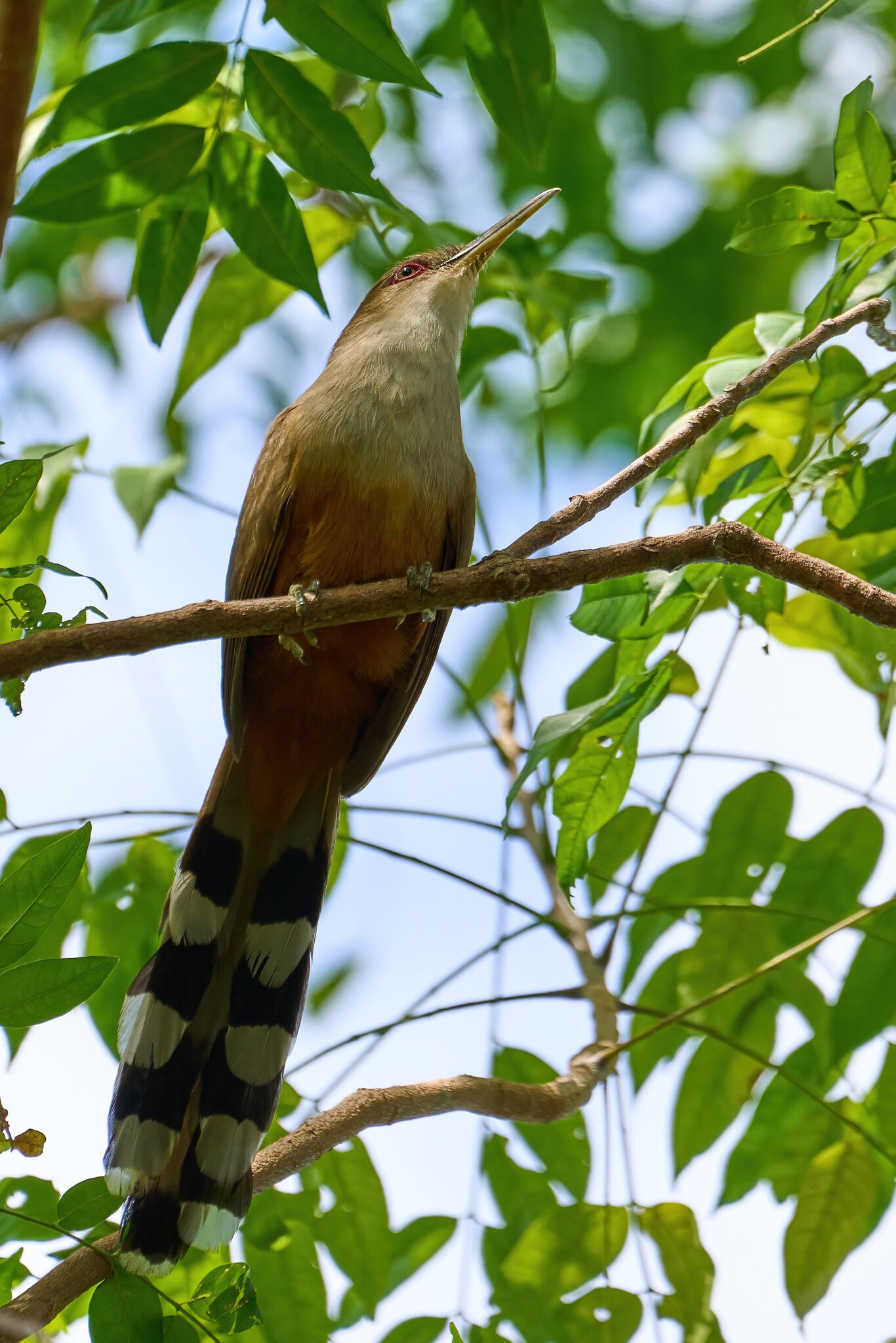 Puerto Rican Lizard-Cuckoo - Mayaguez PR - 03102023 - 02-DN.jpg