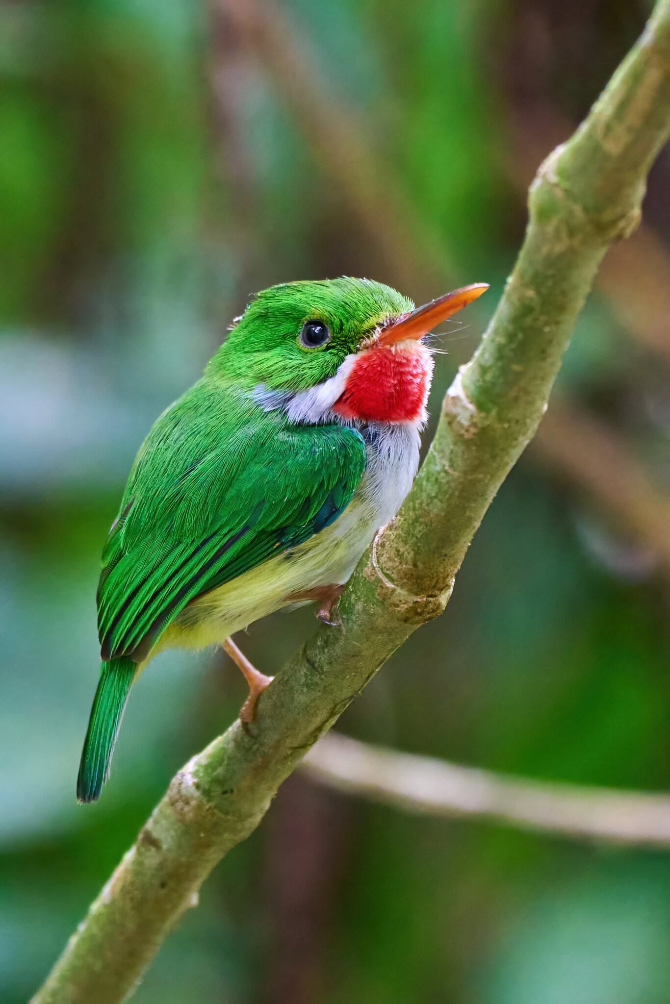 Puerto Rican Tody - Luquillo PR - 03072023 - 13-DN.jpg