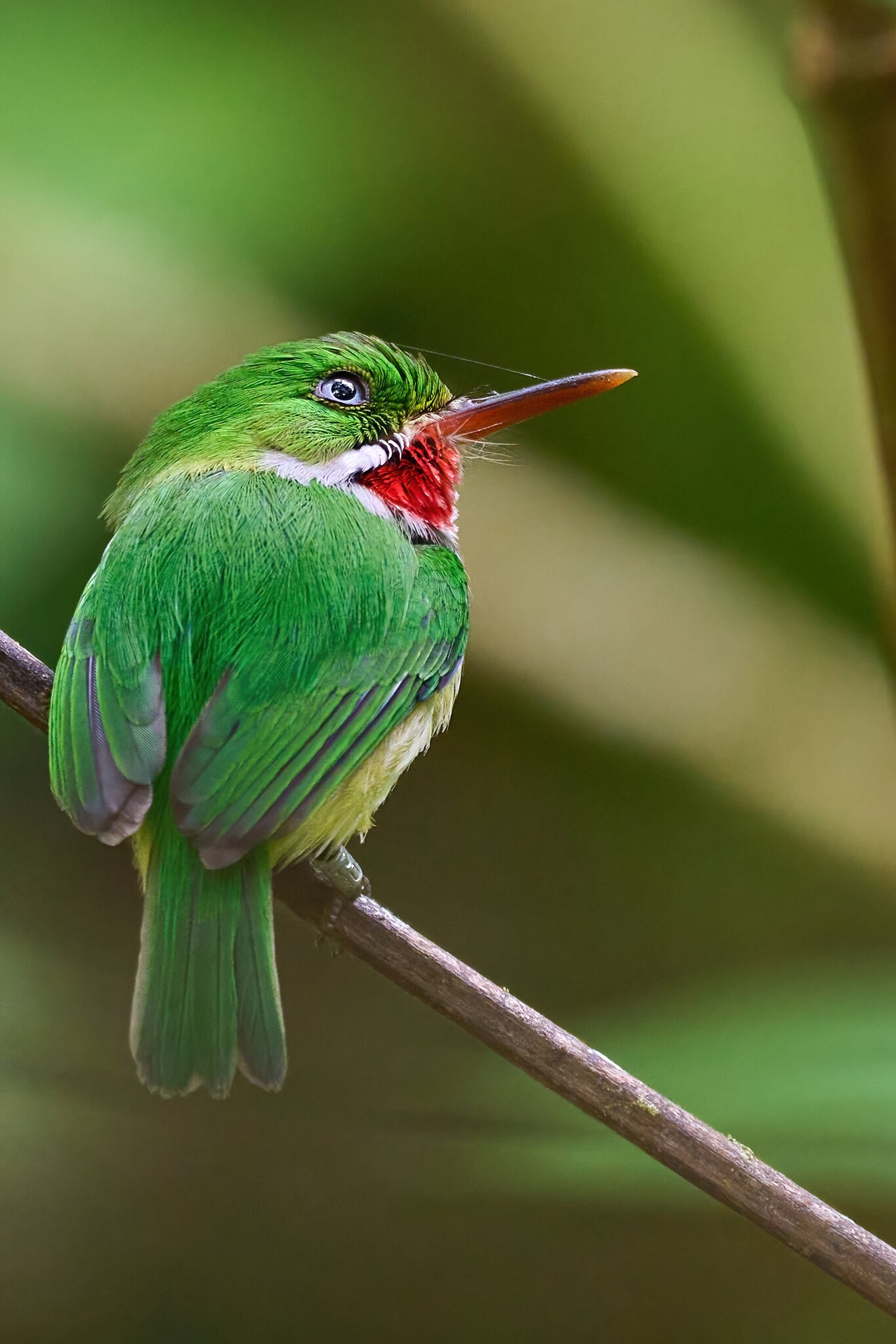 Puerto Rican Tody - Luquillo PR - 03072023 - 15-DN.jpg