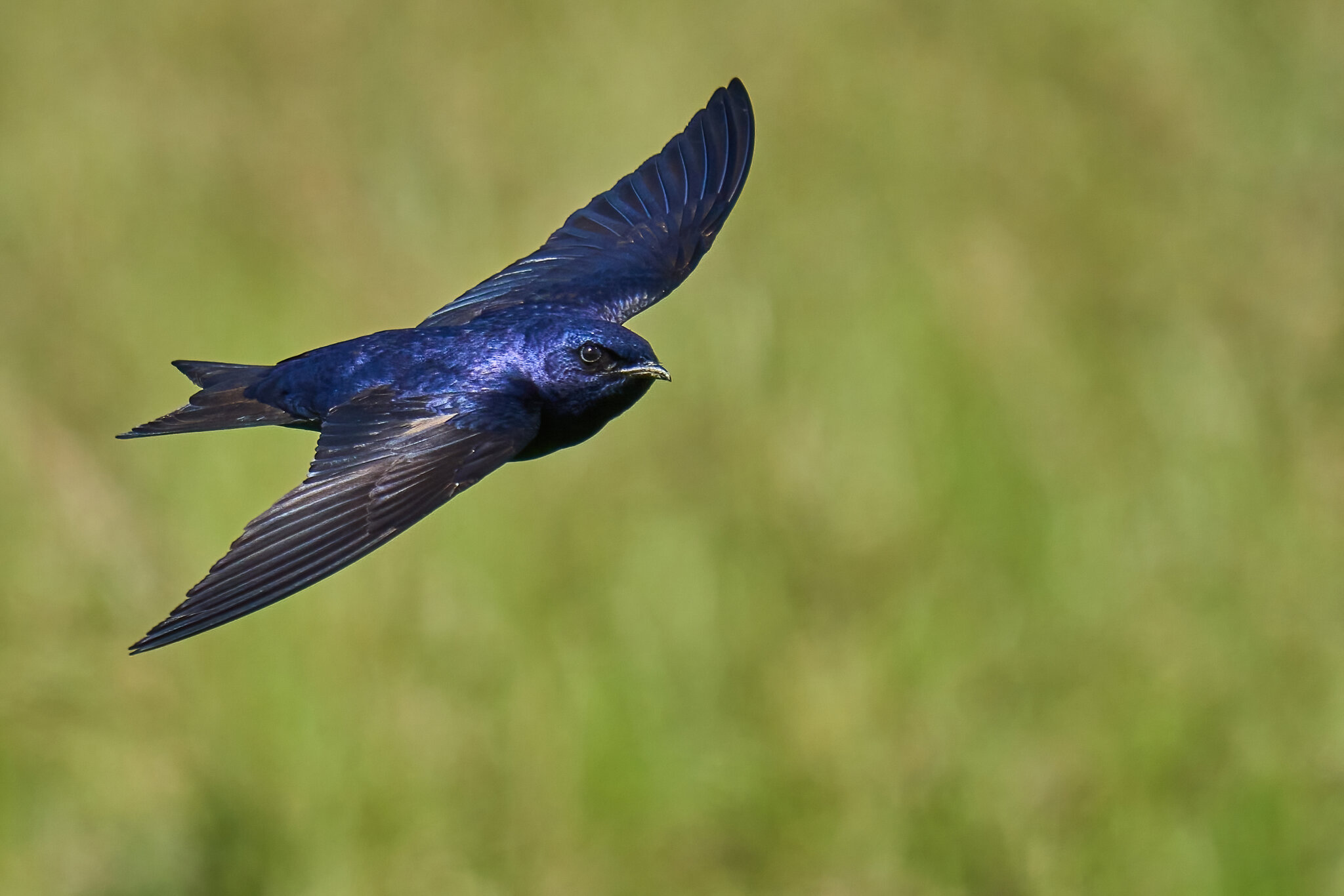 Purple Martin - Prime Hook NWR - 05272023 - 57-DN.jpg