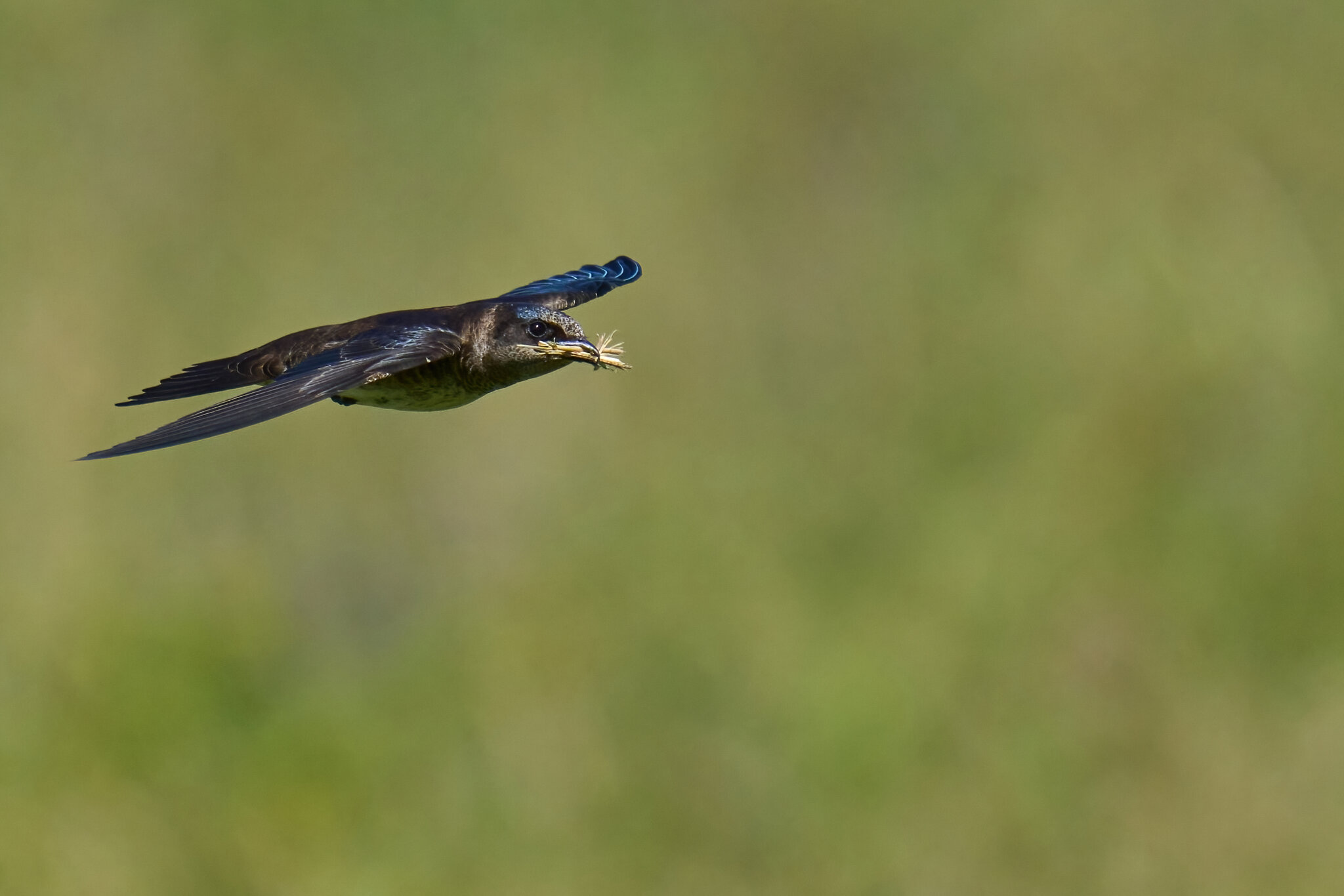 Purple Martin - Prime Hook NWR - 05272023 - 82-DN.jpg