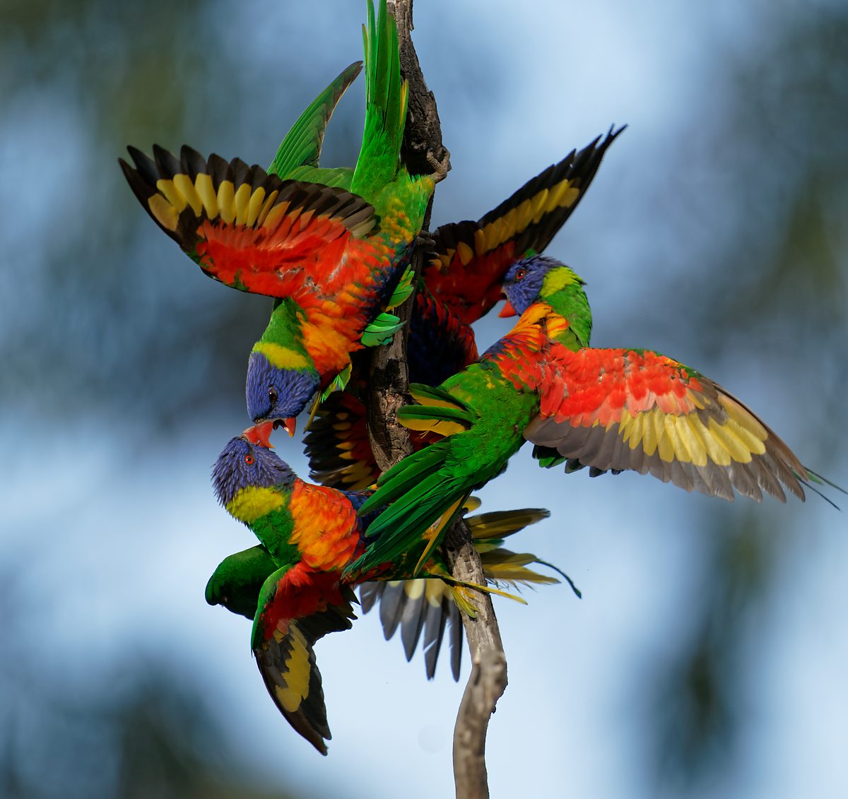 Rainbow Lorikeets wrestling (22).jpg