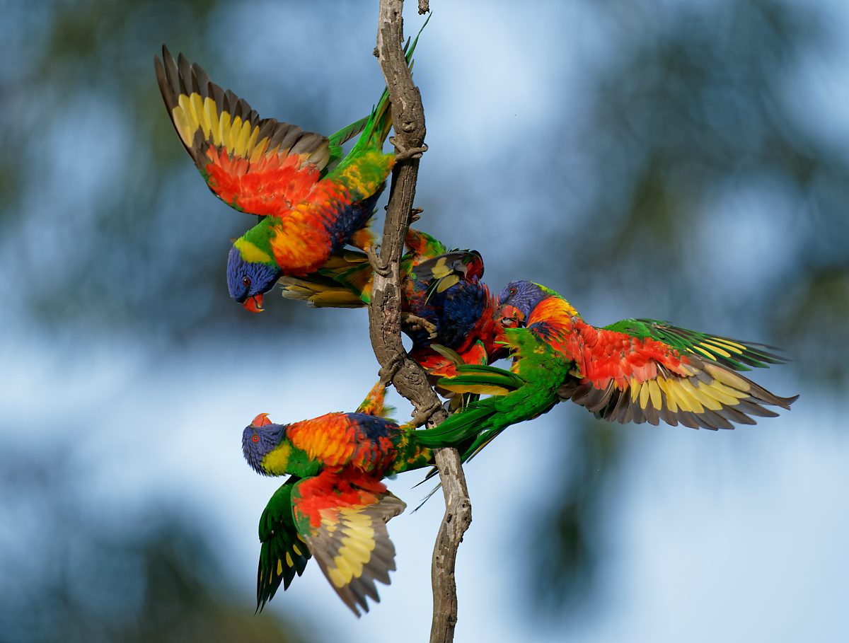 Rainbow Lorikeets wrestling (40).jpg