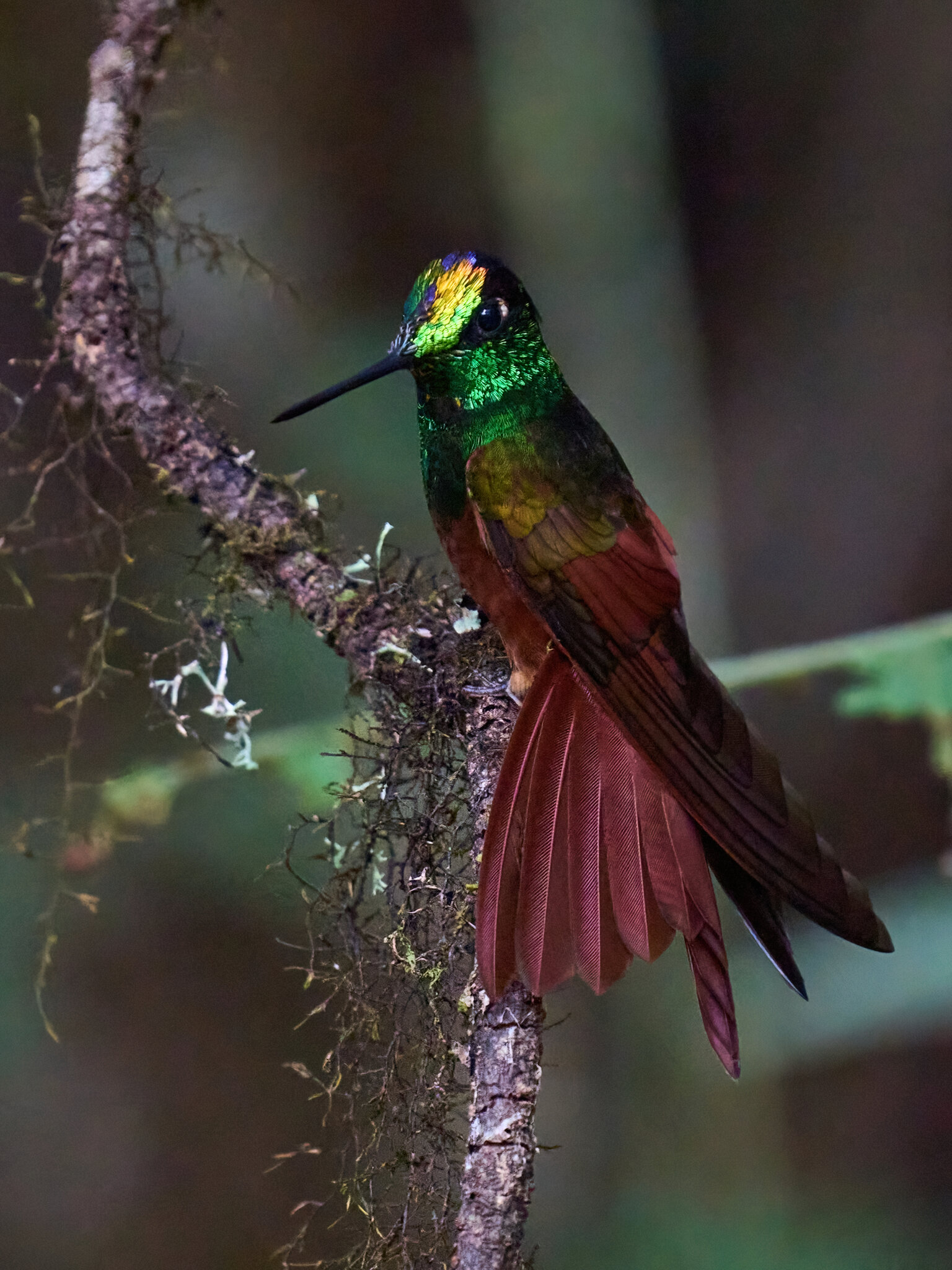 Rainbow Starfrontlet - Tapichalaca Reserve - 09152022 - 42-DN.jpg