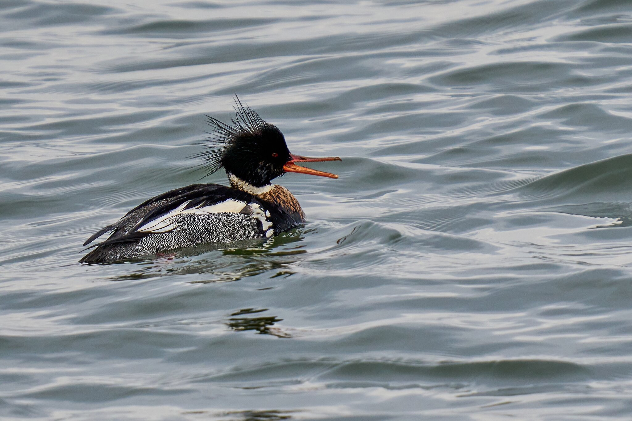 Red-Breasted Merganser - Barnegat - 01262025 - 01 - DN.jpg