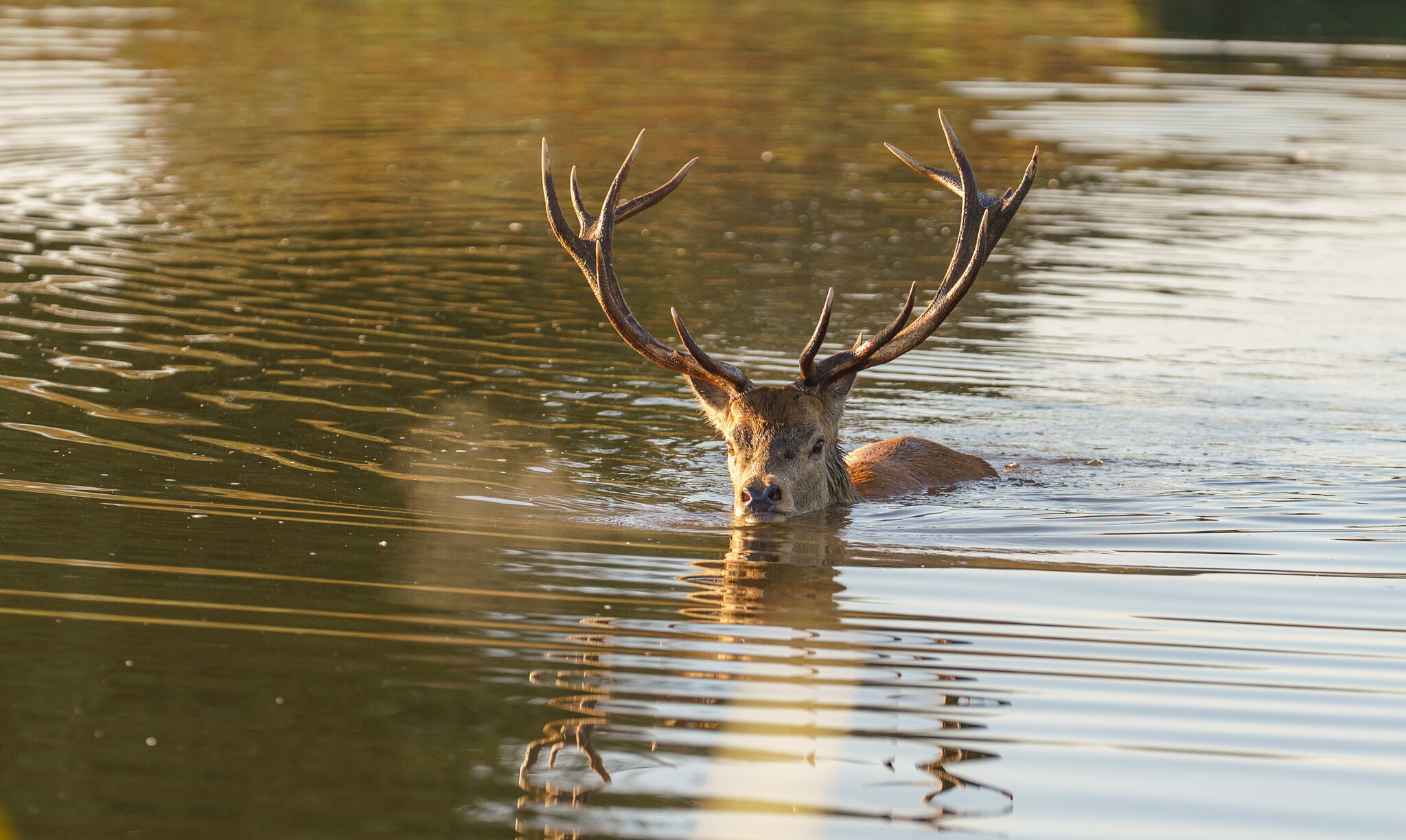 Red Deer-12.jpg