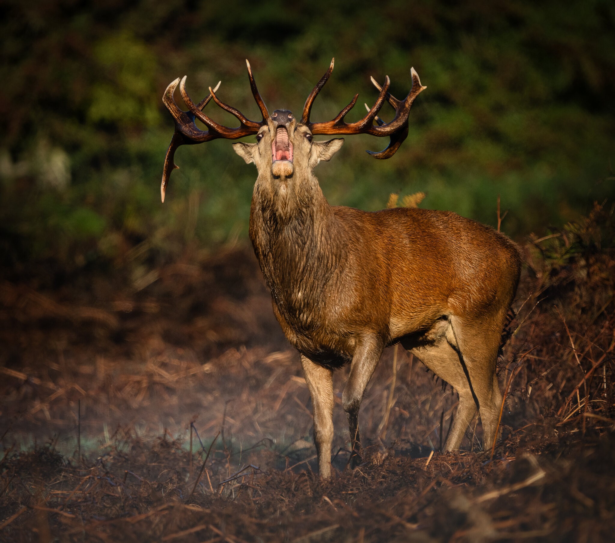 Red Deer-13.jpg