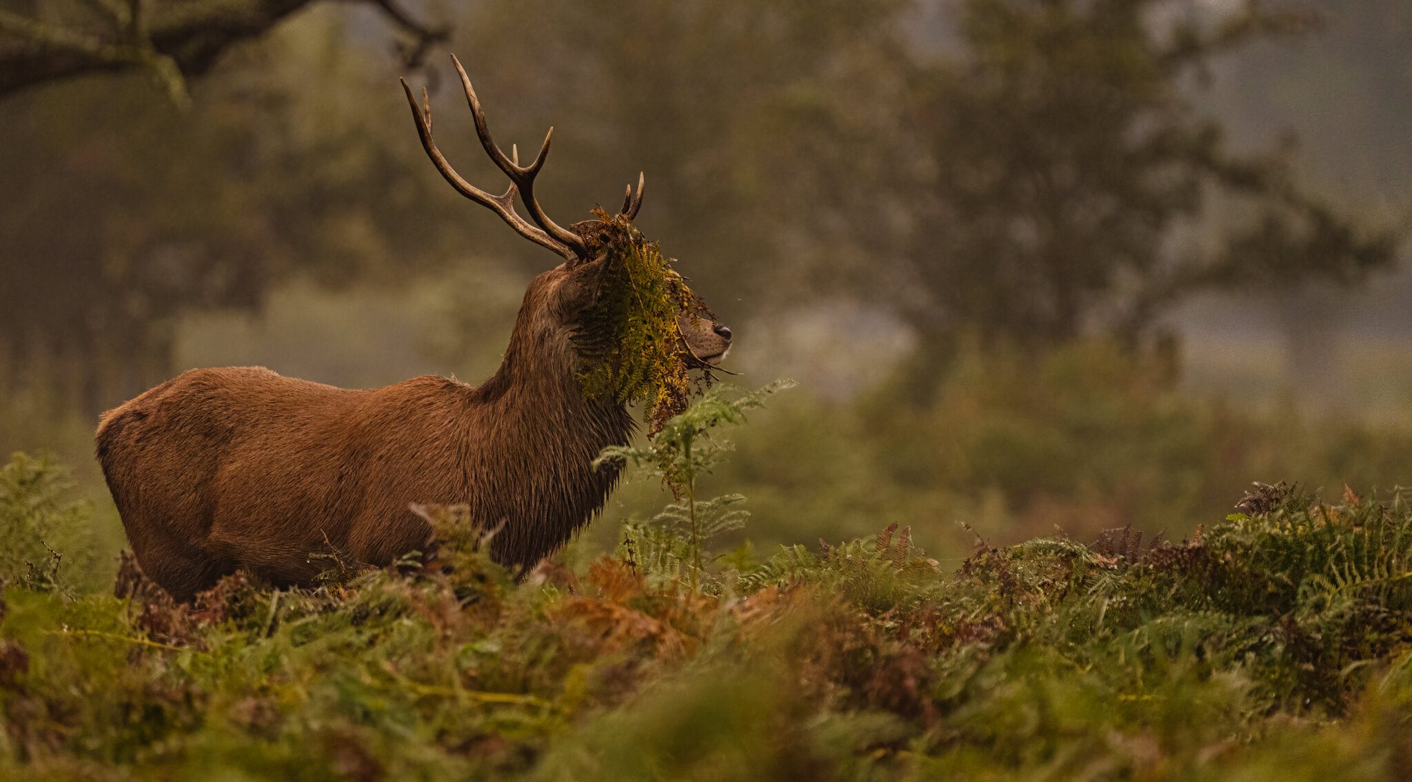 Red Deer-2.jpg