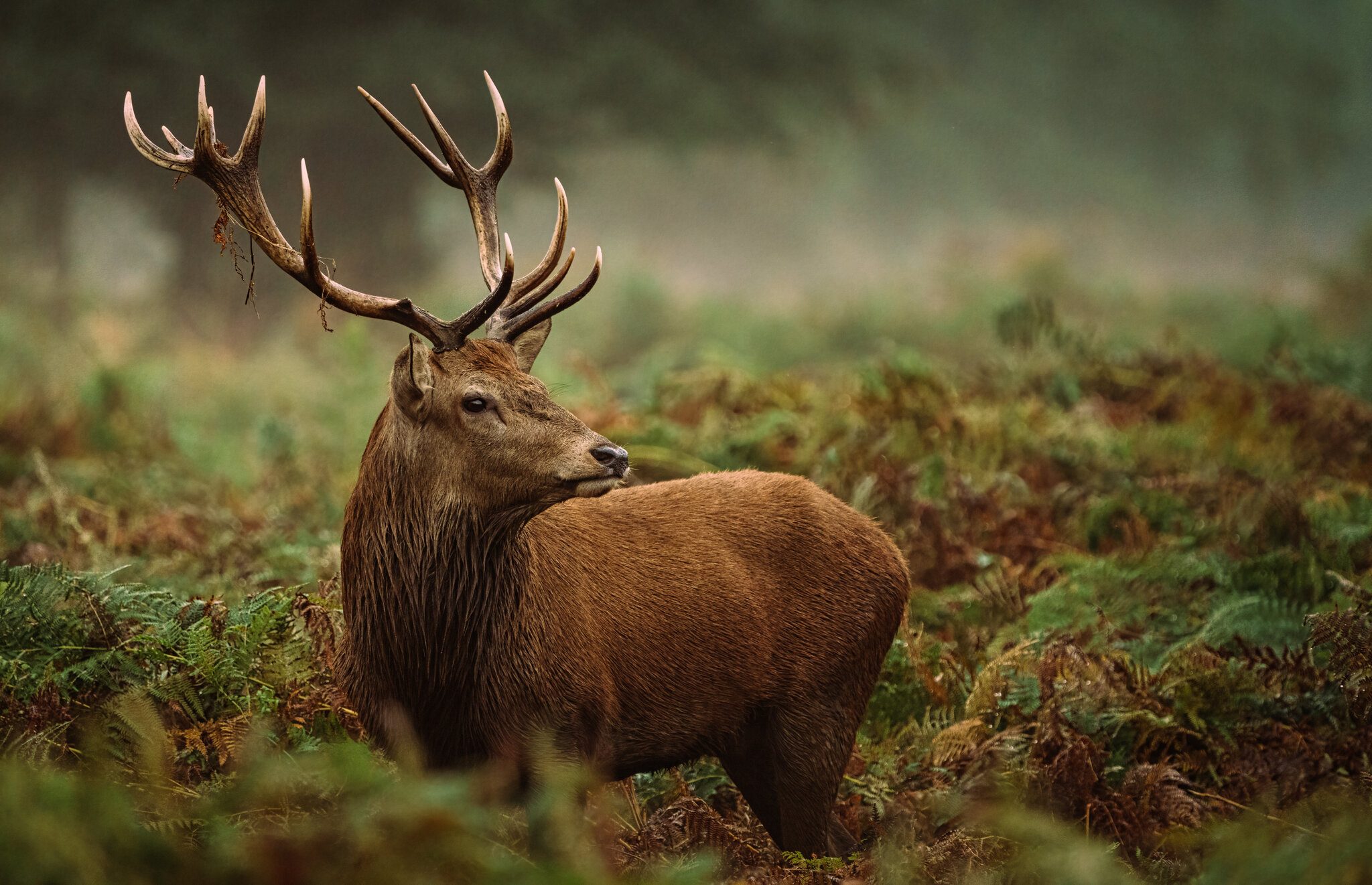 Red Deer-3.jpg