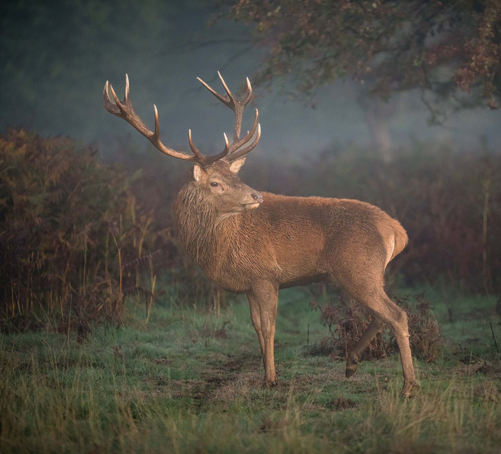 Red Deer-4.jpg