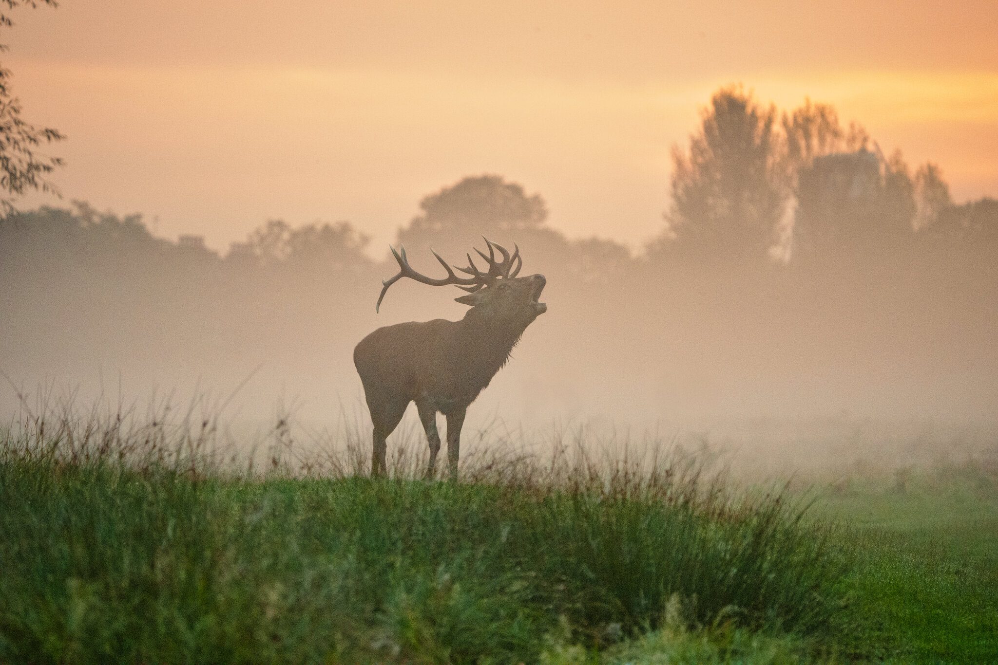 Red Deer-4.jpg