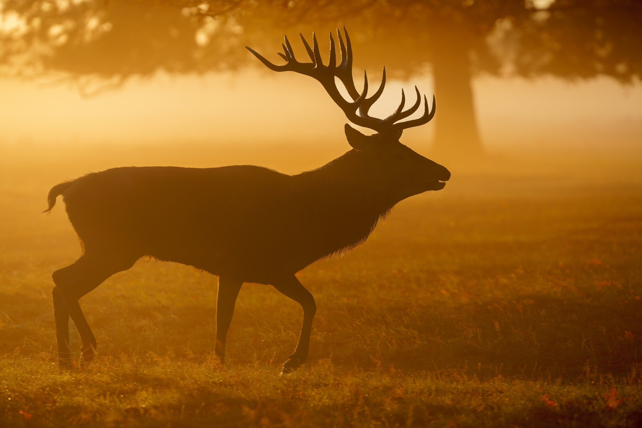 Red Deer-5.jpg