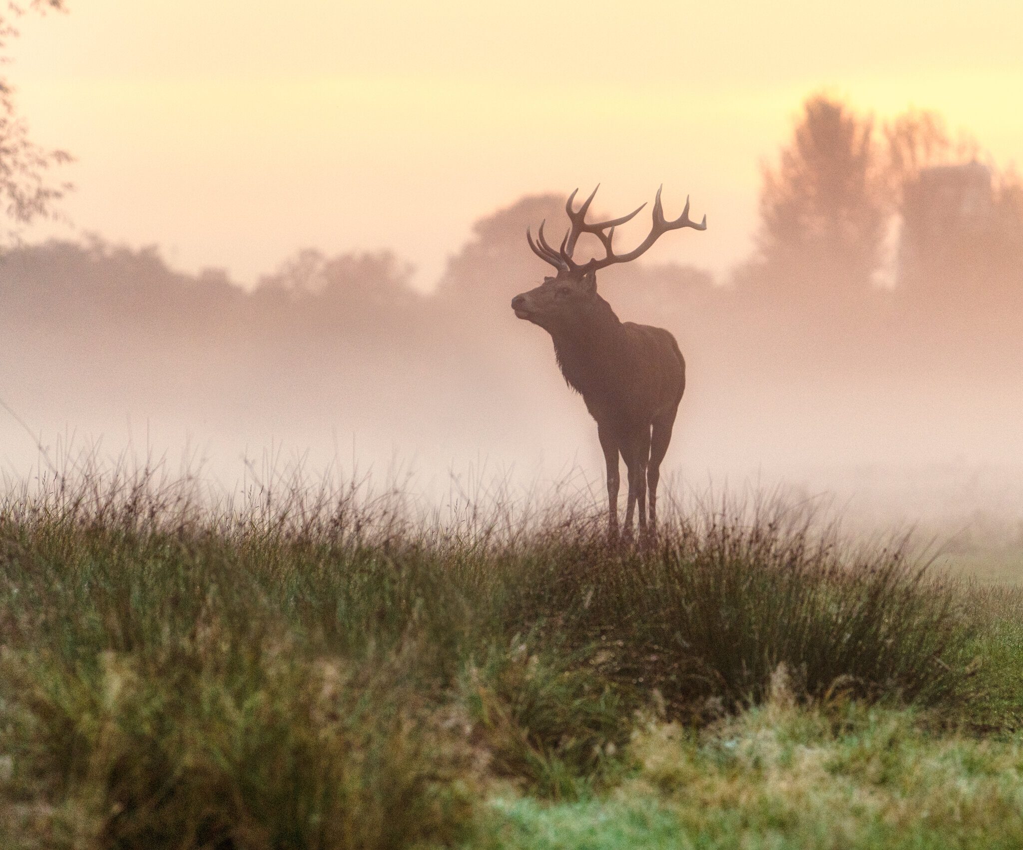 Red Deer-5.jpg