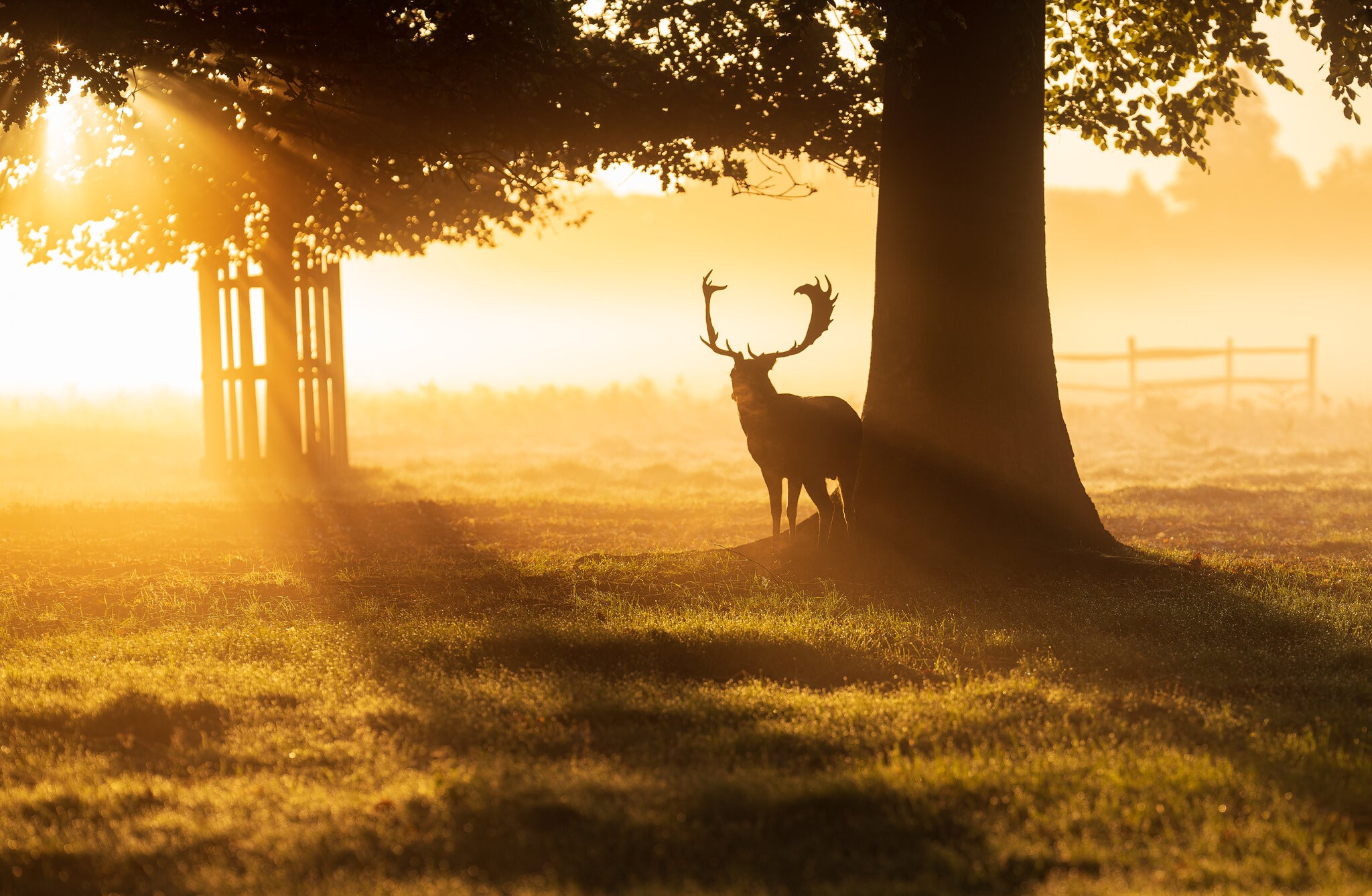 Red Deer-6.jpg