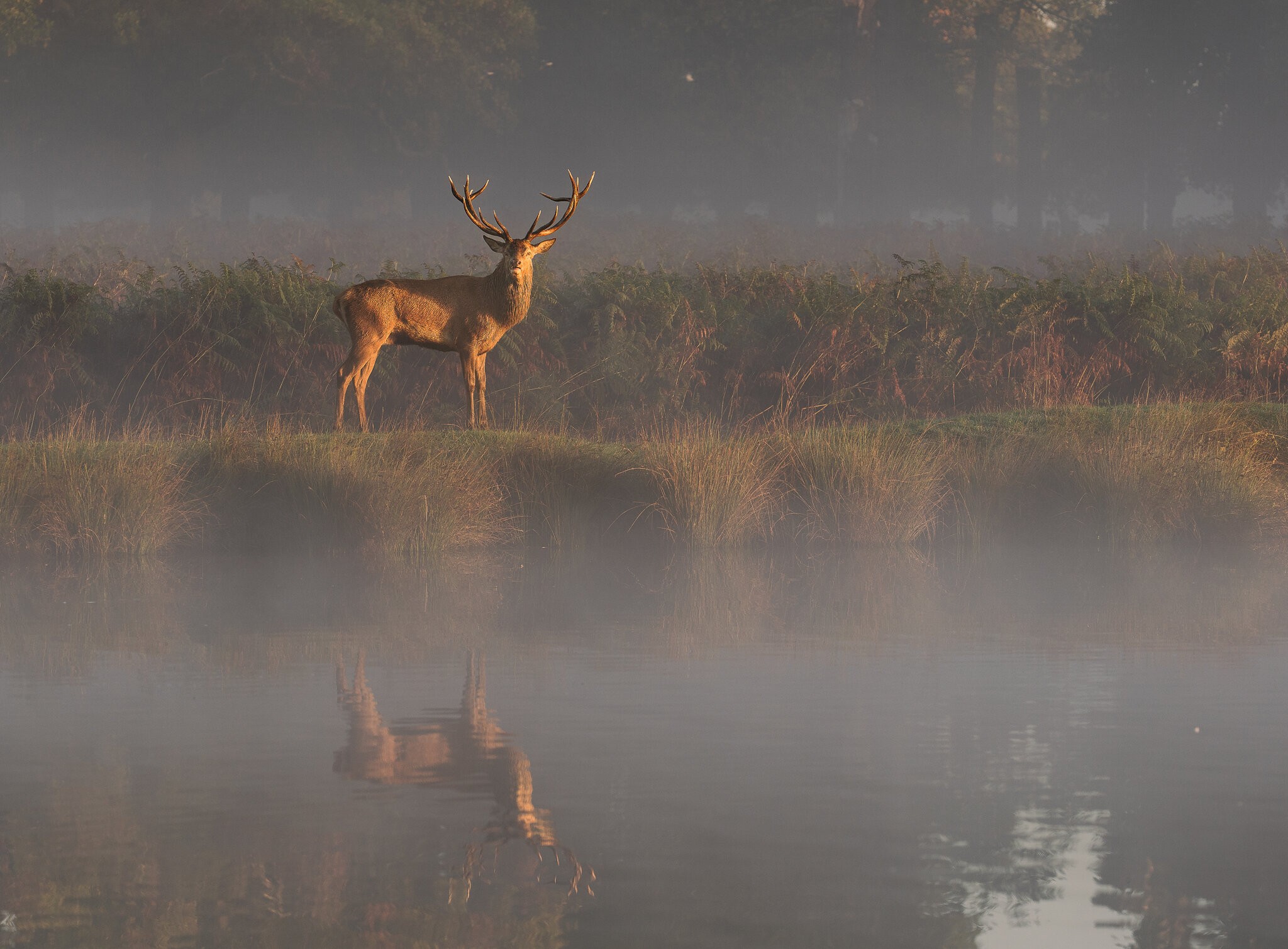 Red Deer-8.jpg