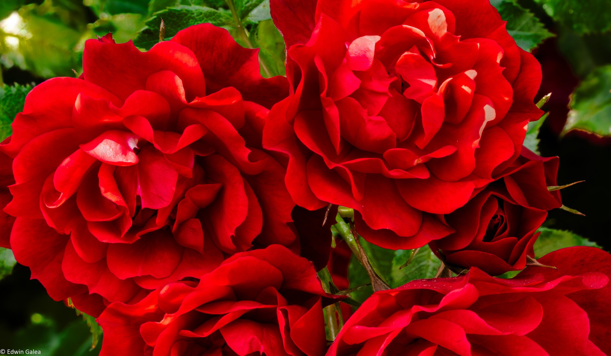 red-flowers-7.jpg