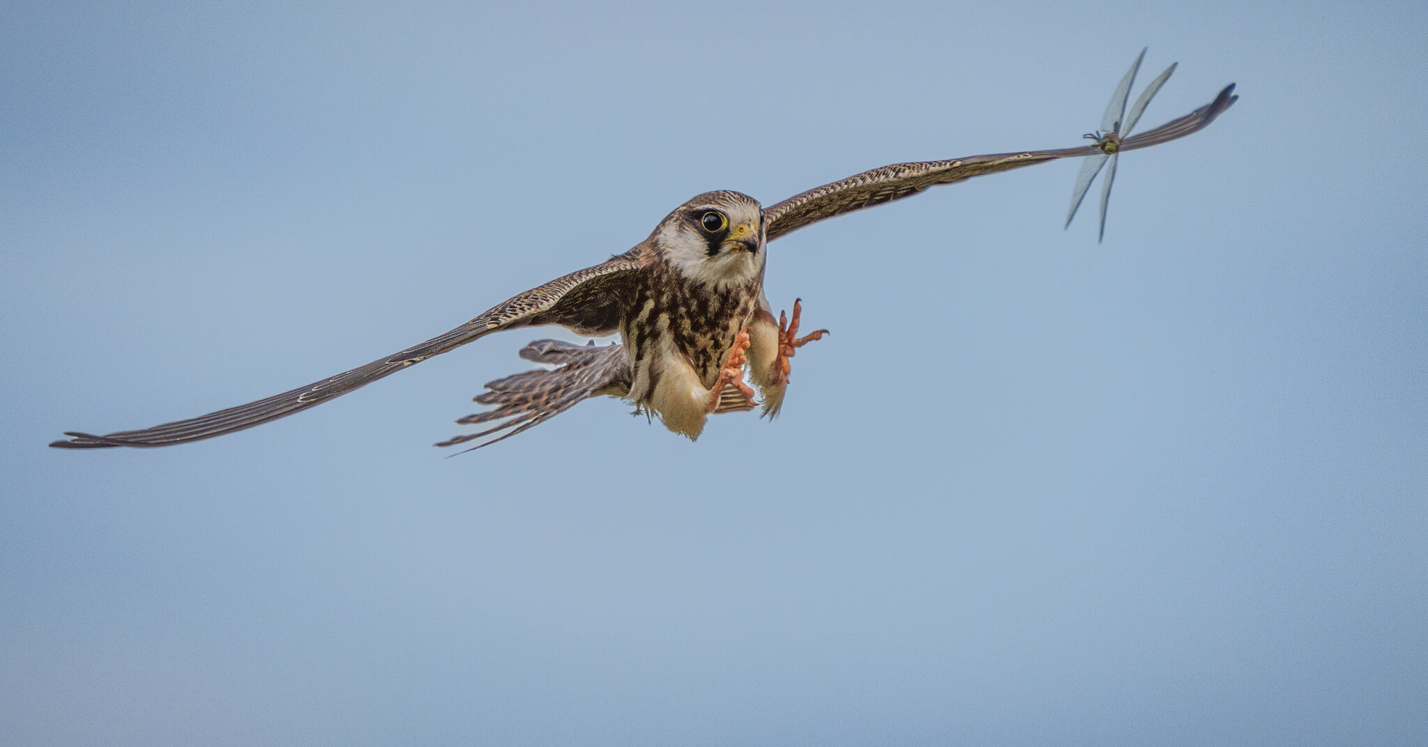 Red Footed Falcon_-8.jpg