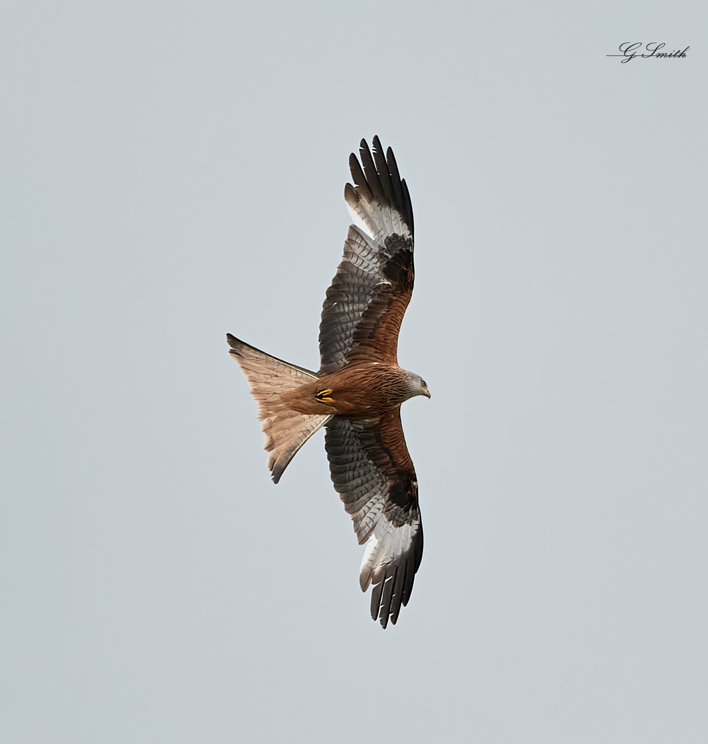 red kite 70-200 f4 2022 1.jpg