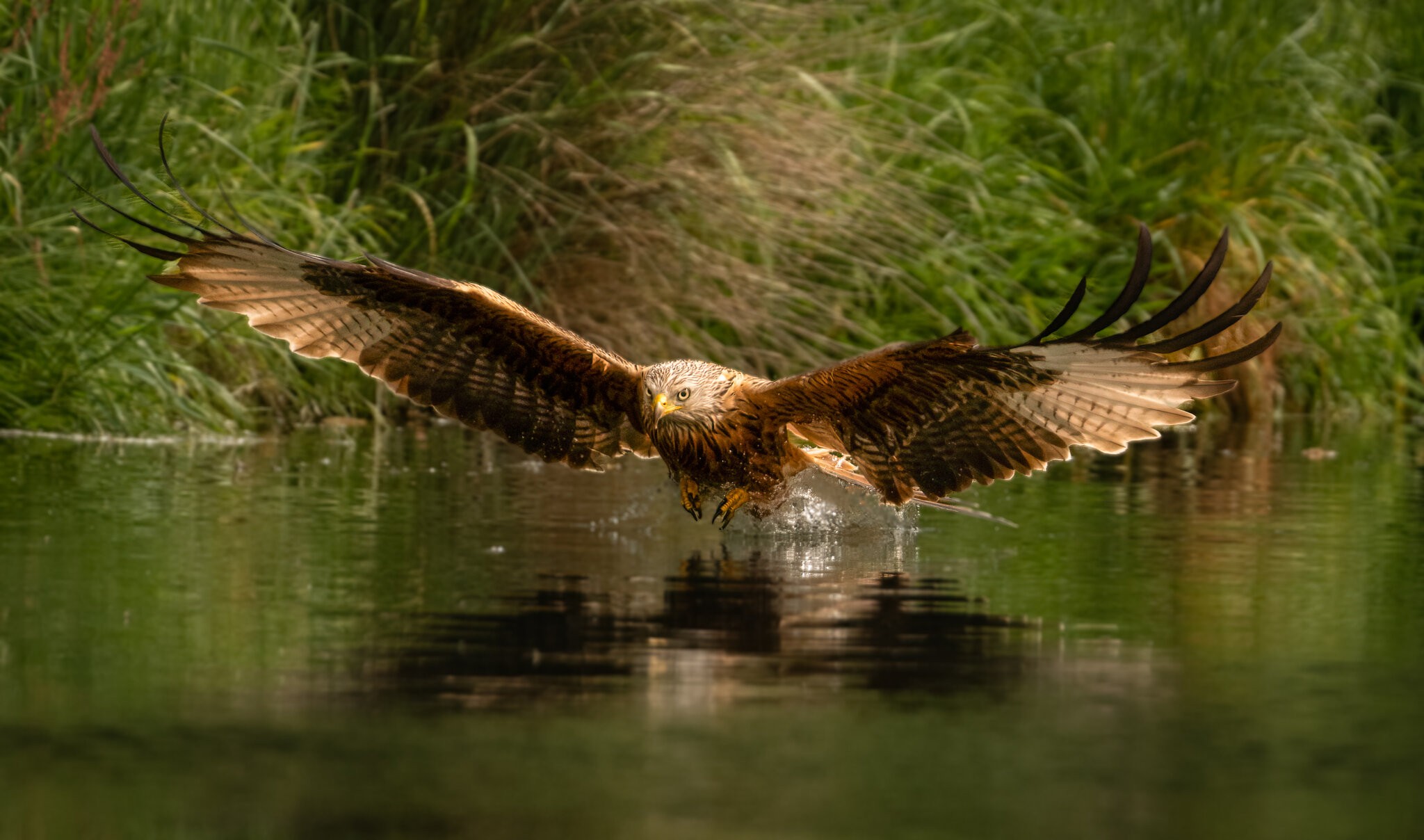 Red Kite Milvus Milvus_-3.jpg