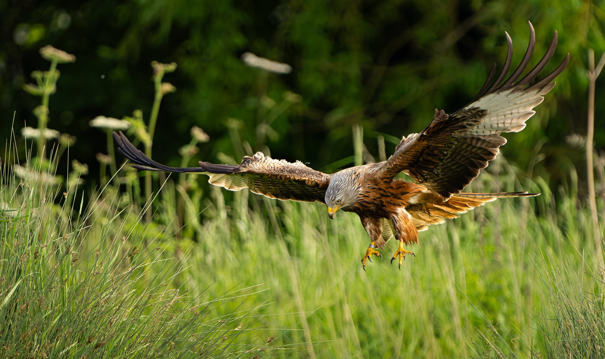 Red Kite Milvus Milvus_-5.jpg