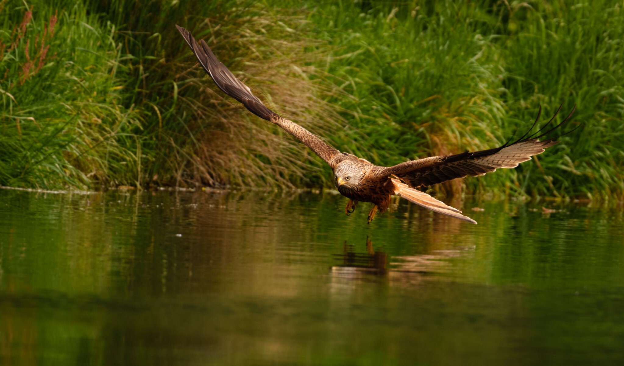 Red Kite Milvus Milvus_.jpg