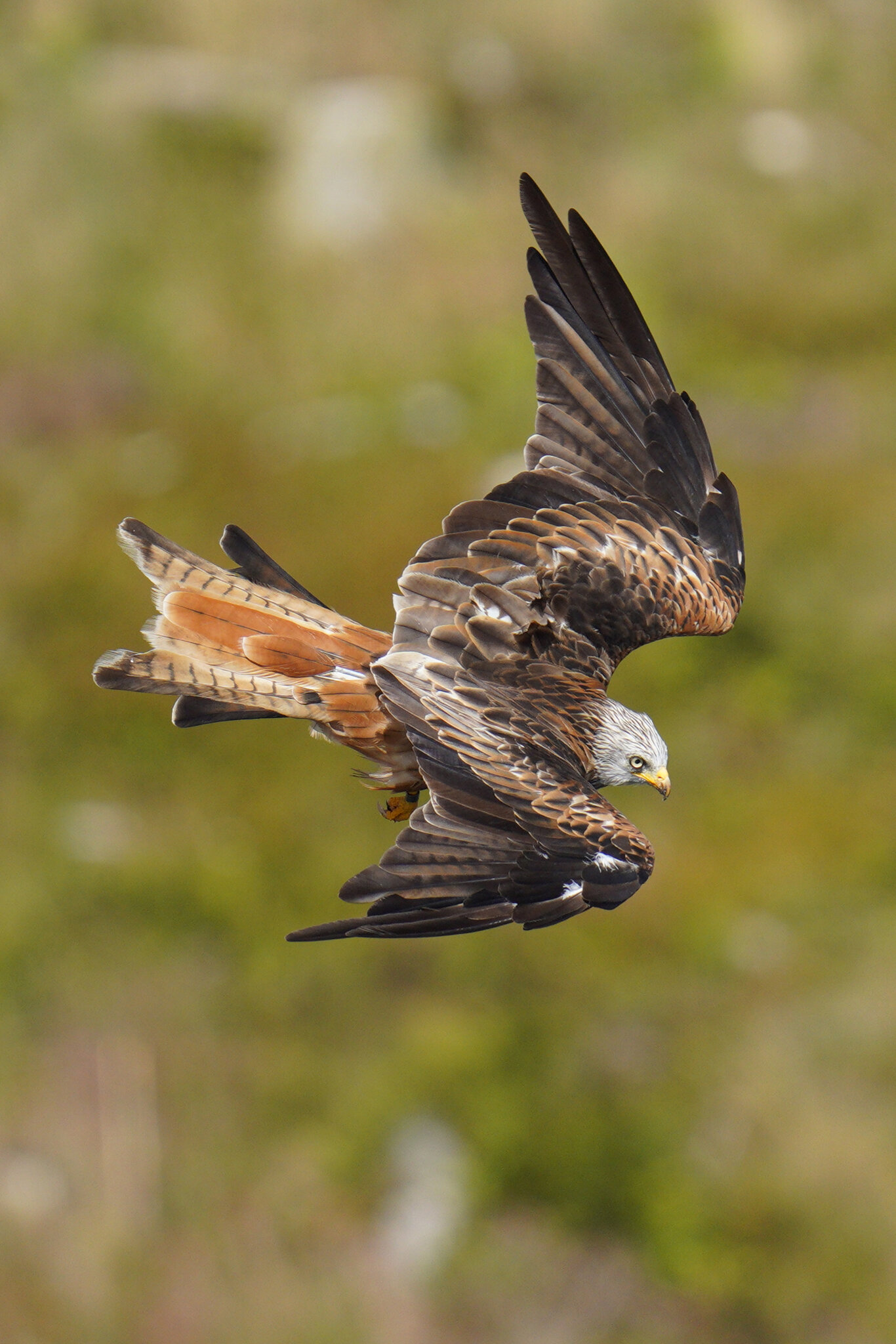 Red Kite