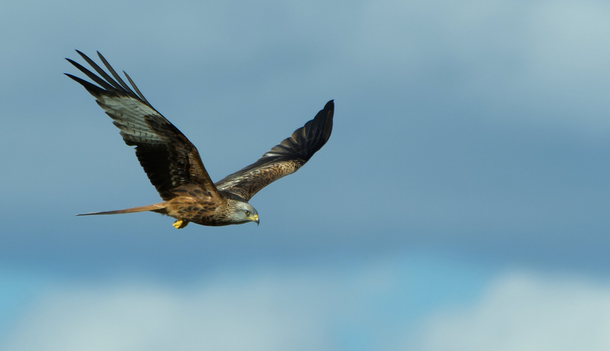 Red Kite