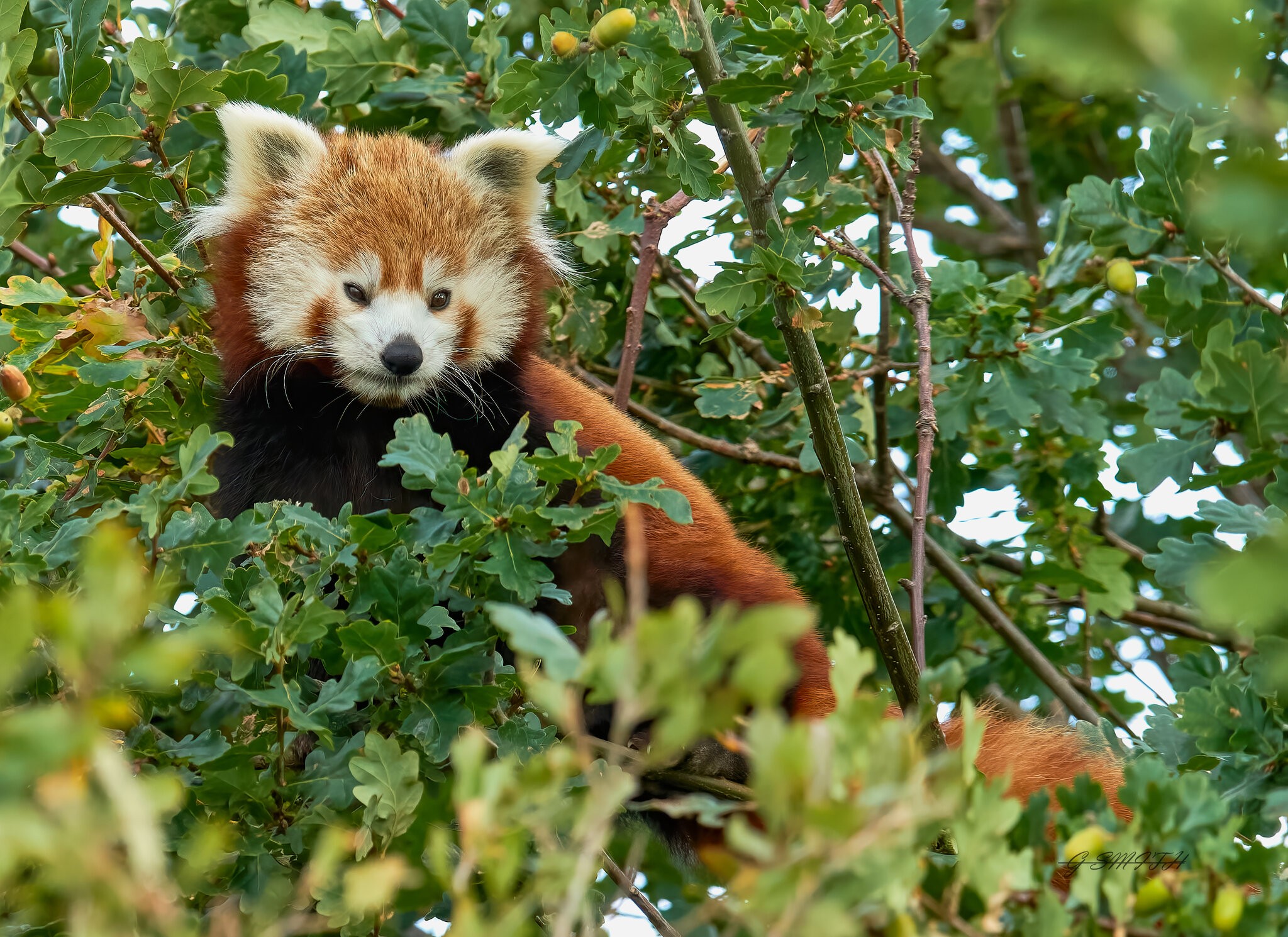 red panda 2020 (2).jpg