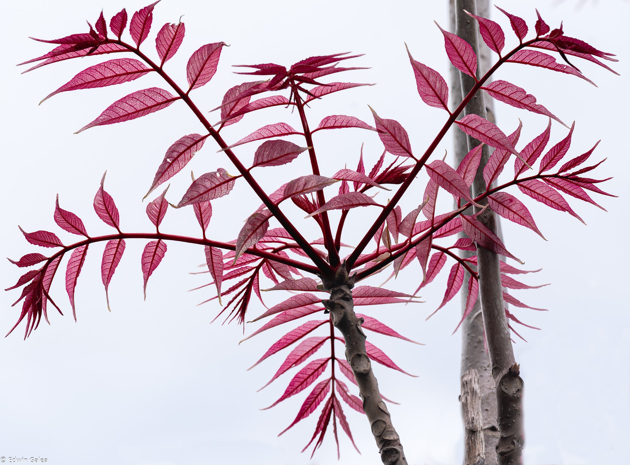 red plant-6.jpg