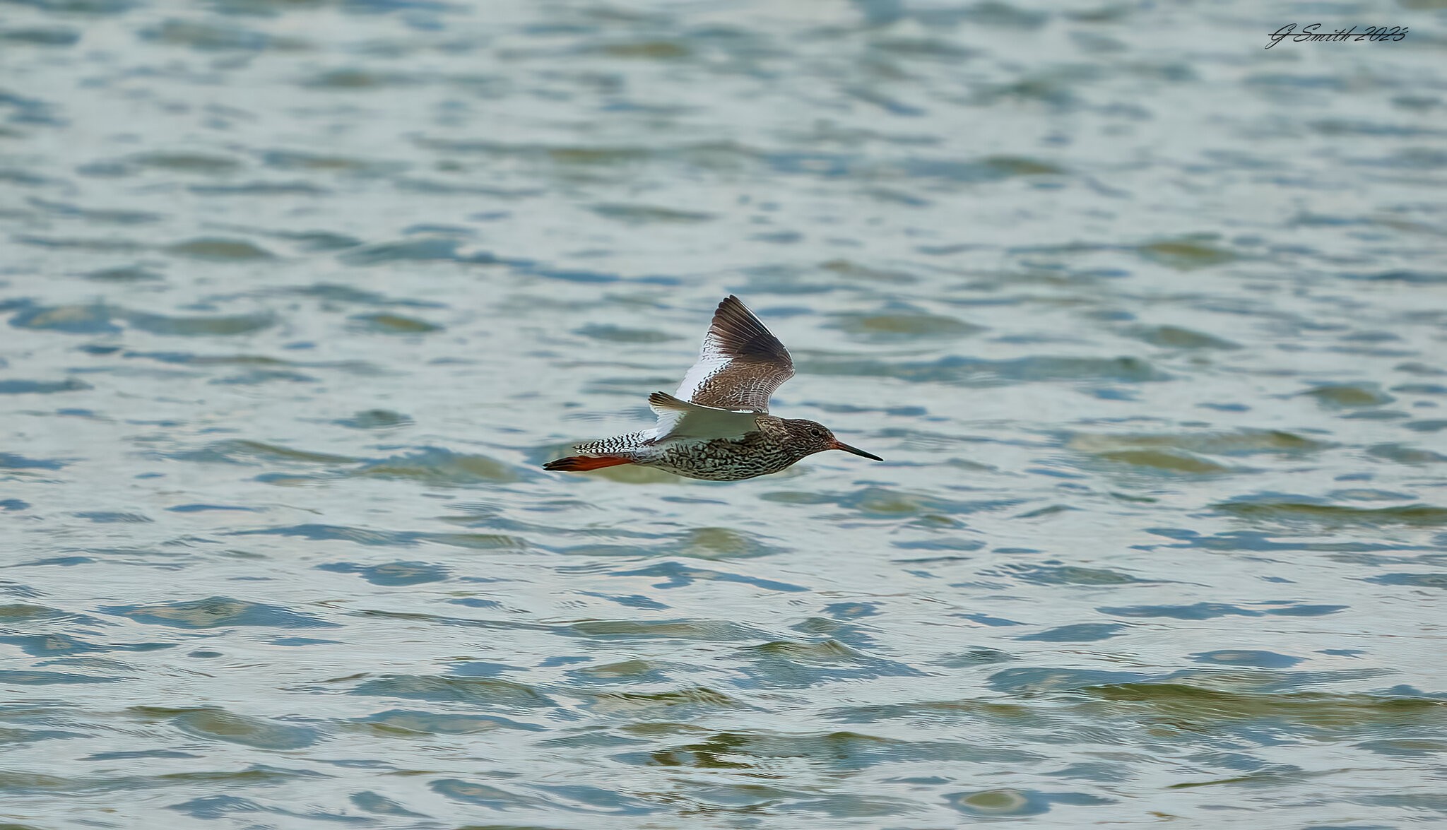 red shank 2023.jpg