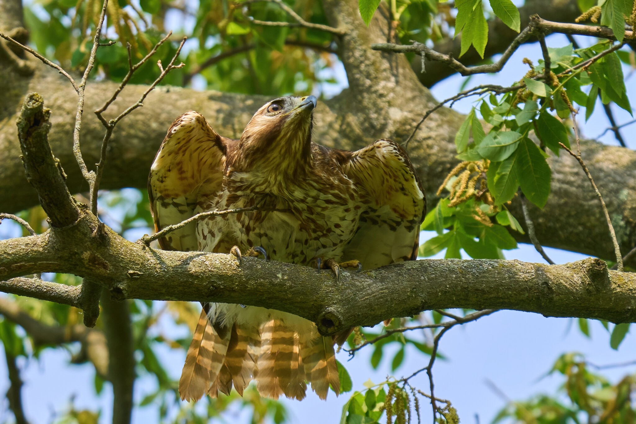 Red-Tailed Hawk - Home - 06062023 - 03-DN.jpg