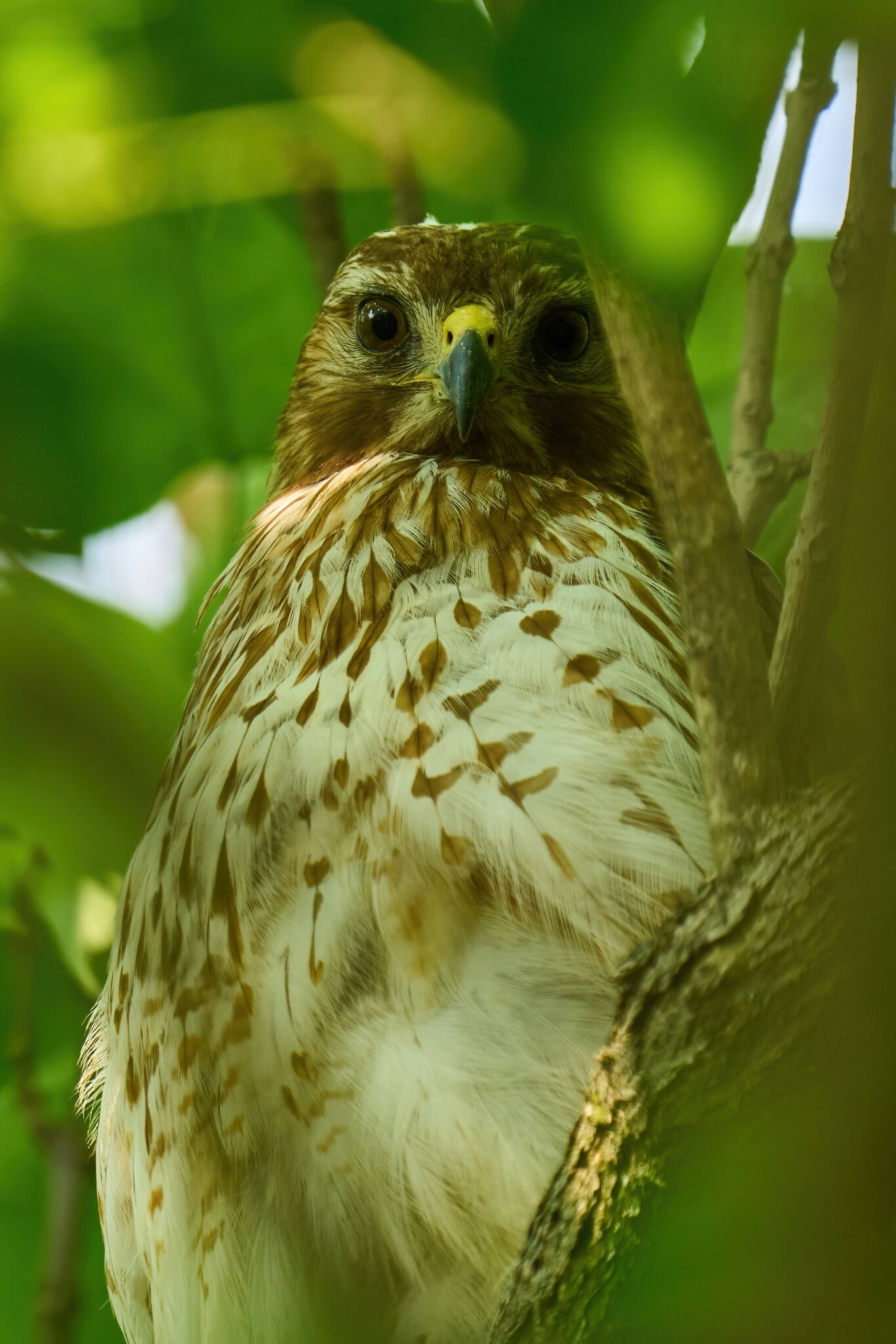 Red-Tailed Hawk - Home - 06062023 - 05-DN.jpg