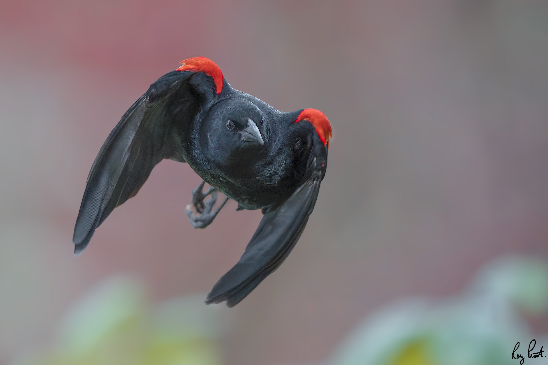 Red-winged-Blackbird-0272-ARW.jpg