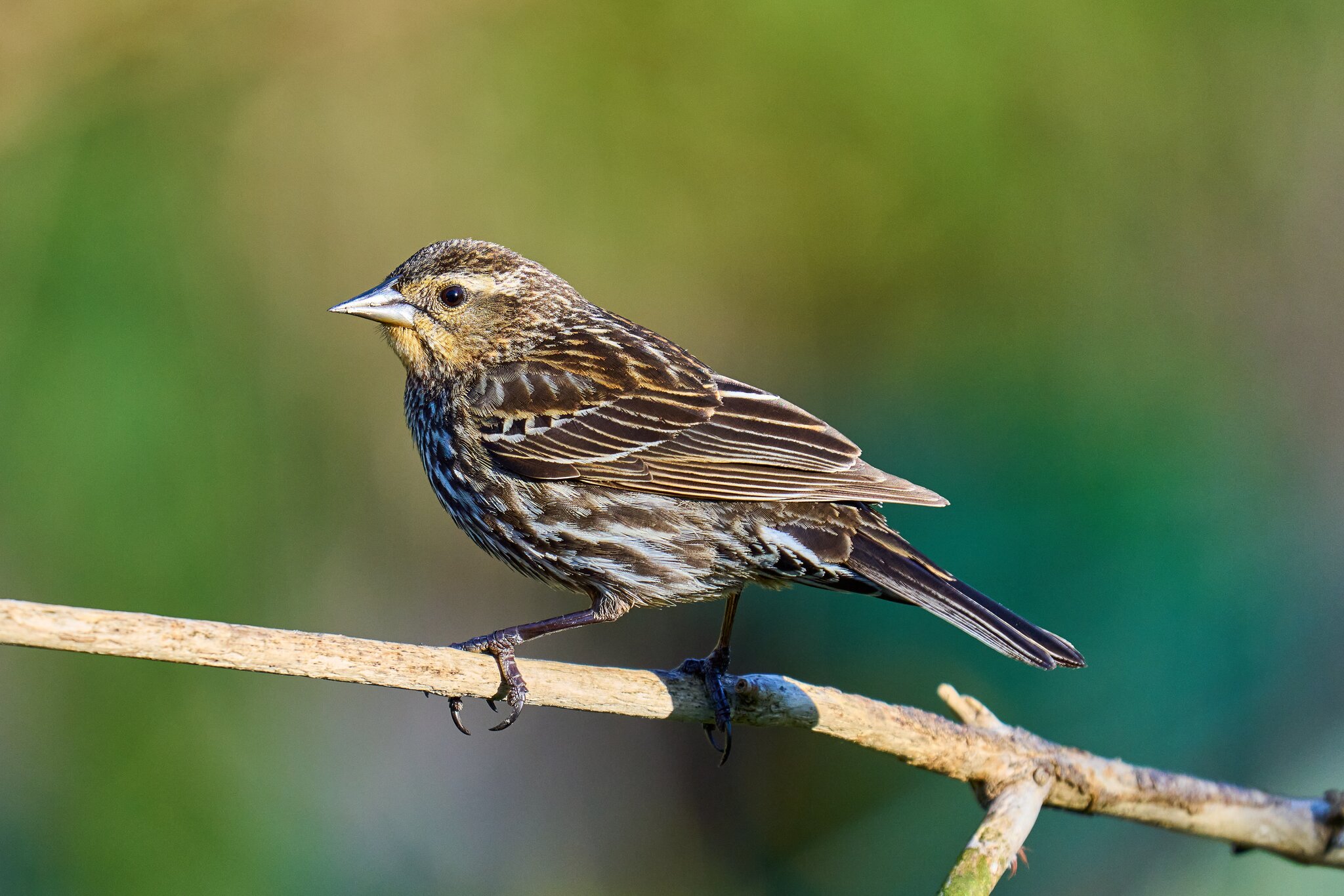 Red-Winged Blackbird - Ashland - 04222024 - 02- DN.jpg