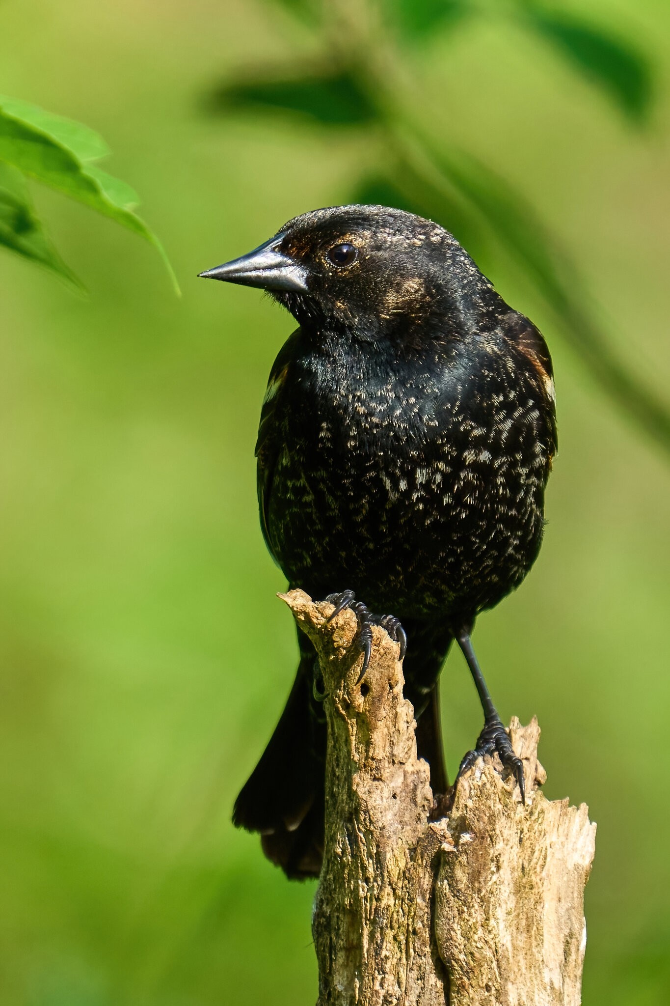 Red-Winged Blackbird - Ashland - 05142023 - 04-DN.jpg