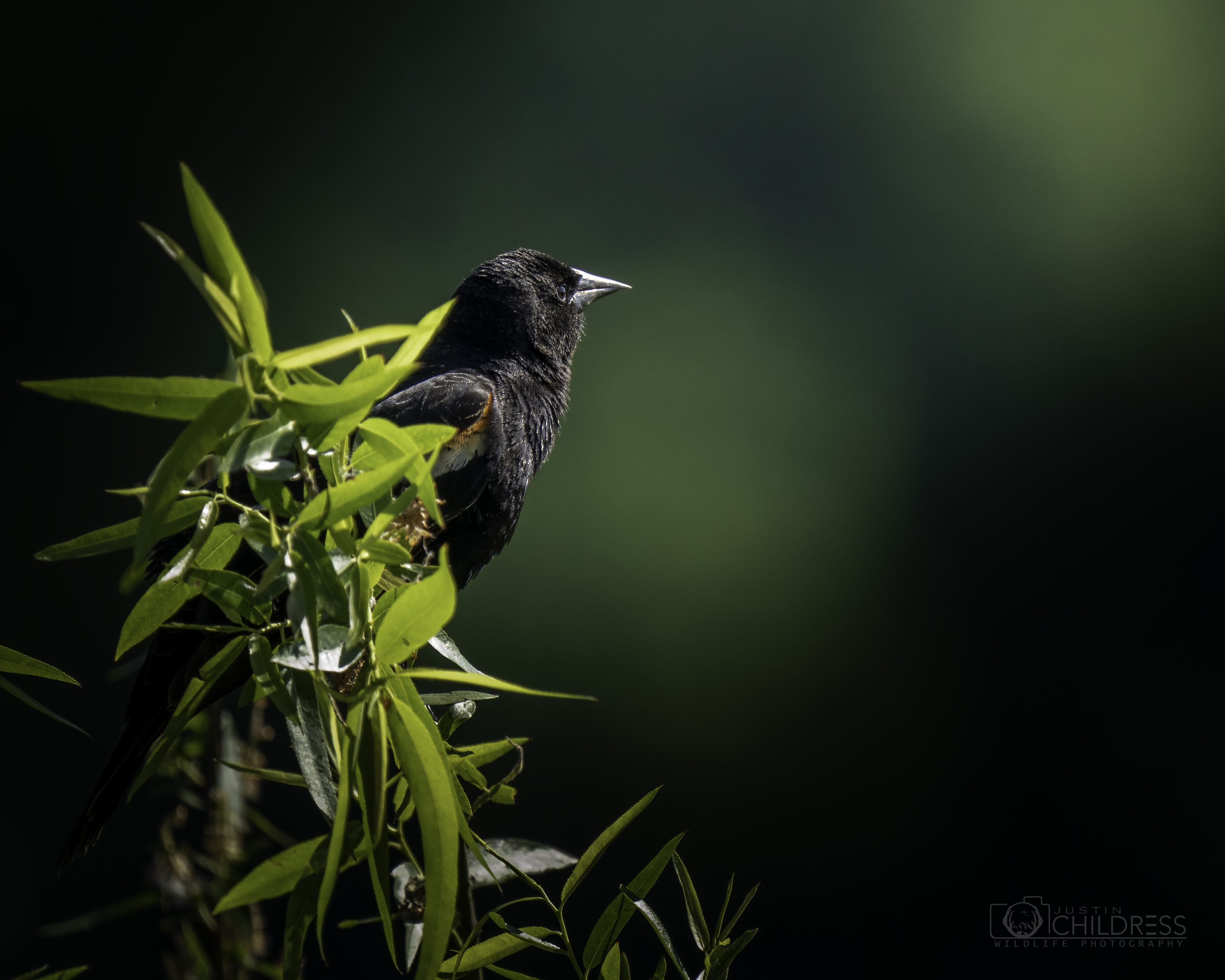 Red-Winged Blackbird