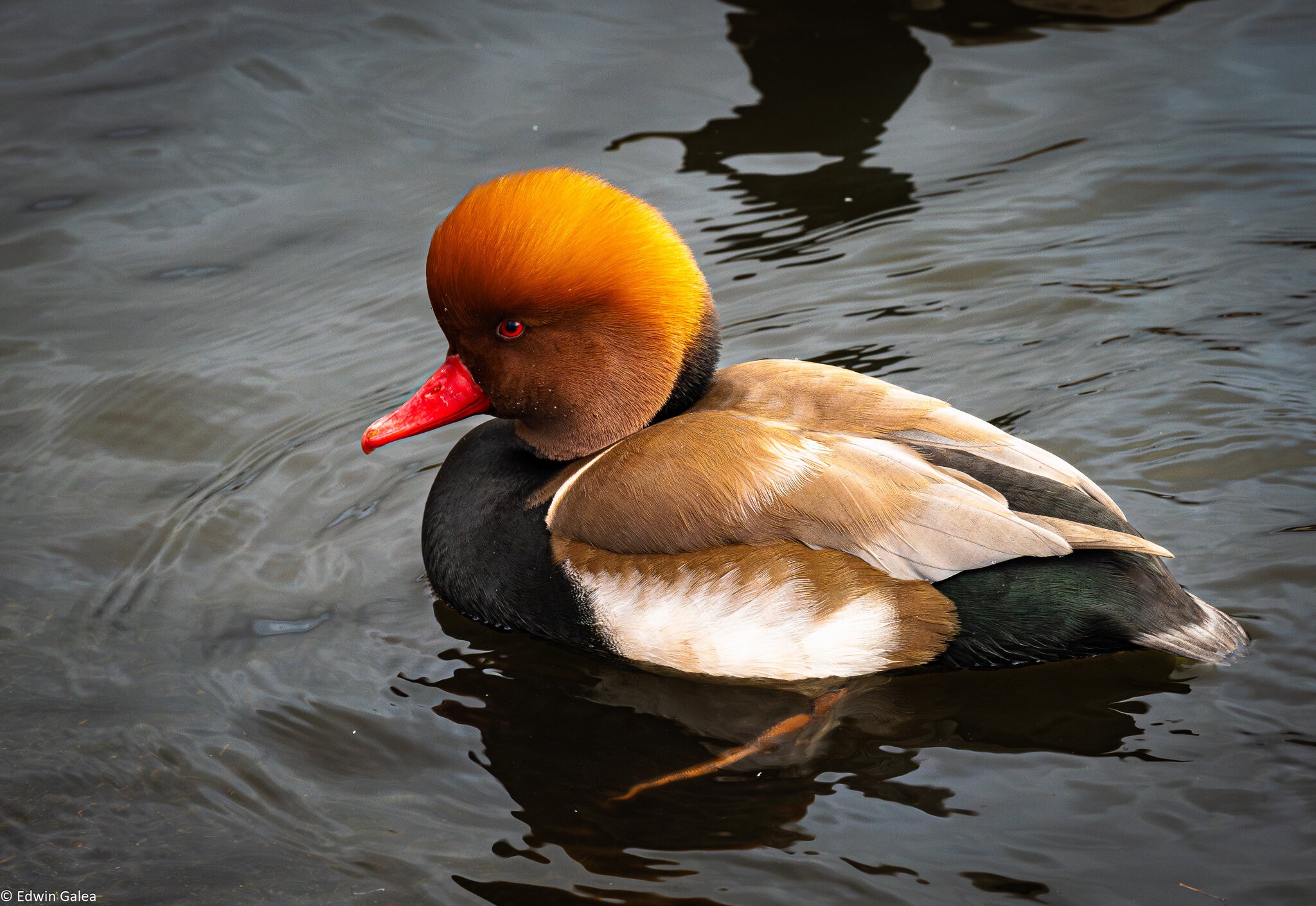 red_crested_pochard-2 - Copy.jpg