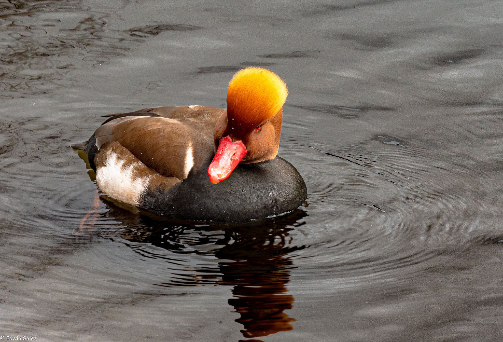 red_crested_pochard-3 - Copy.jpg