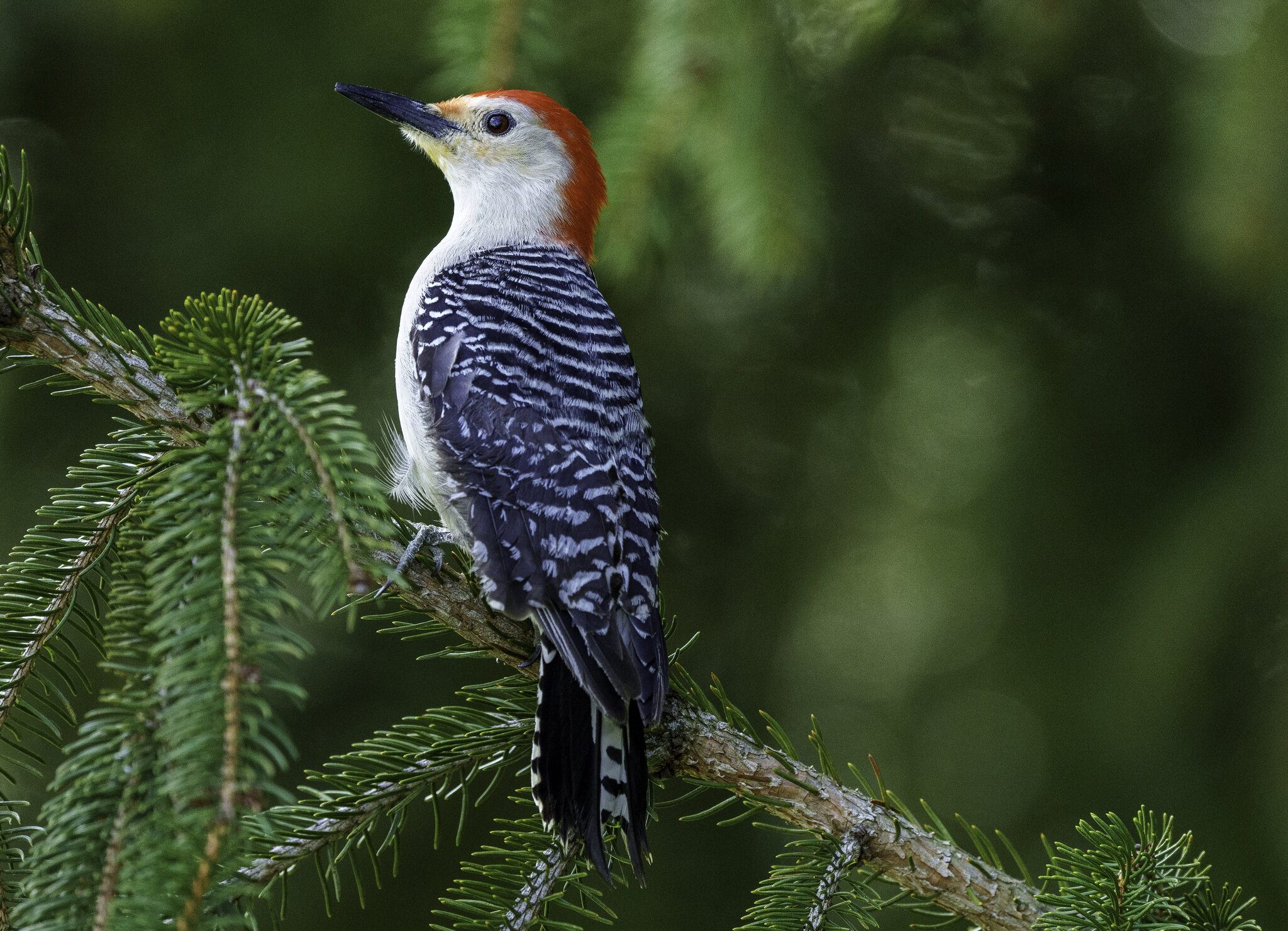 RedBelly Wood Pecker.jpg