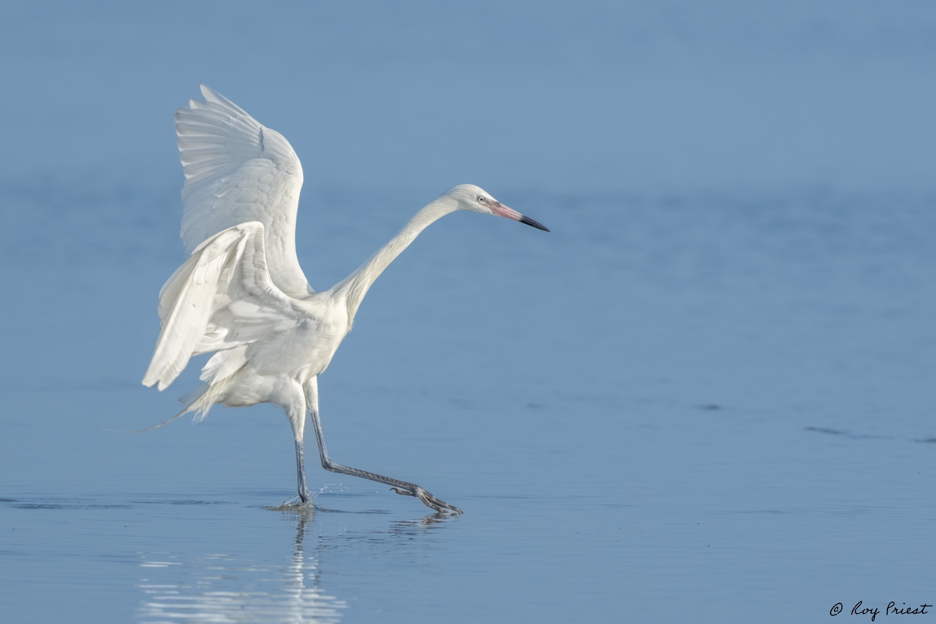 Reddish Egret-A1_ROY3791-Edit.jpg