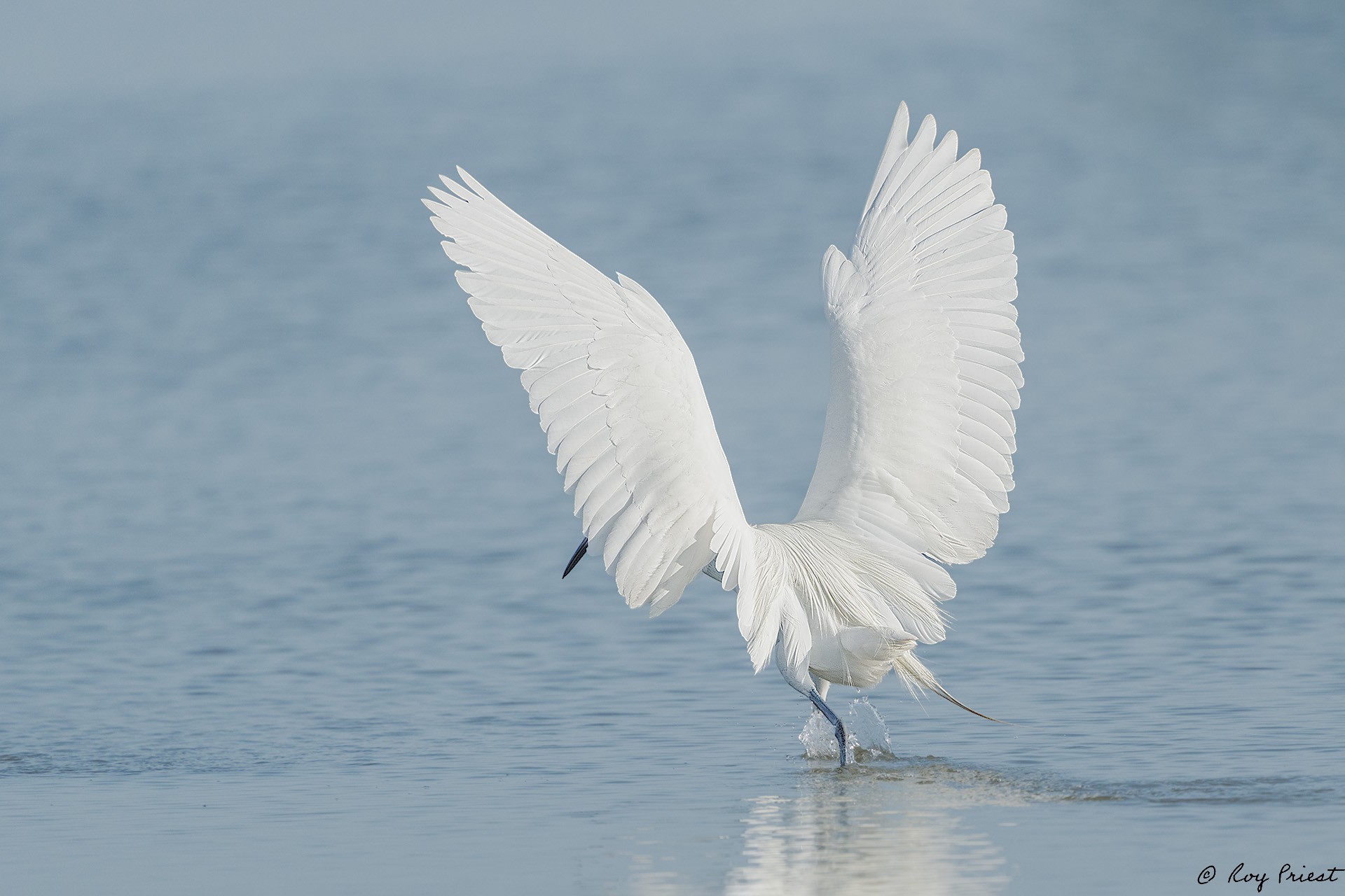 Reddish Egret-A1_ROY3834-Edit.jpg