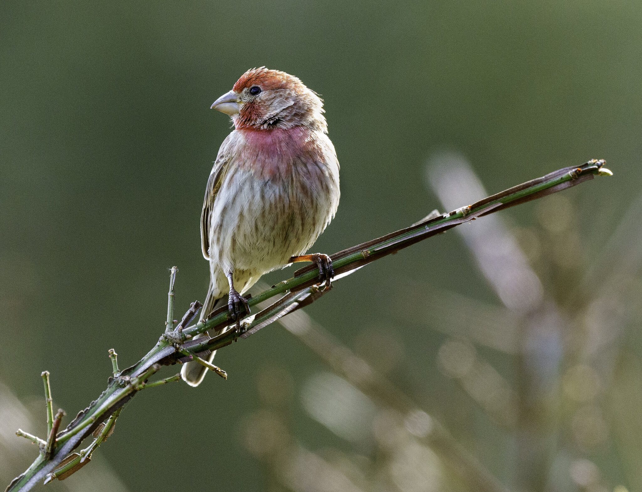 RedPoll.jpg