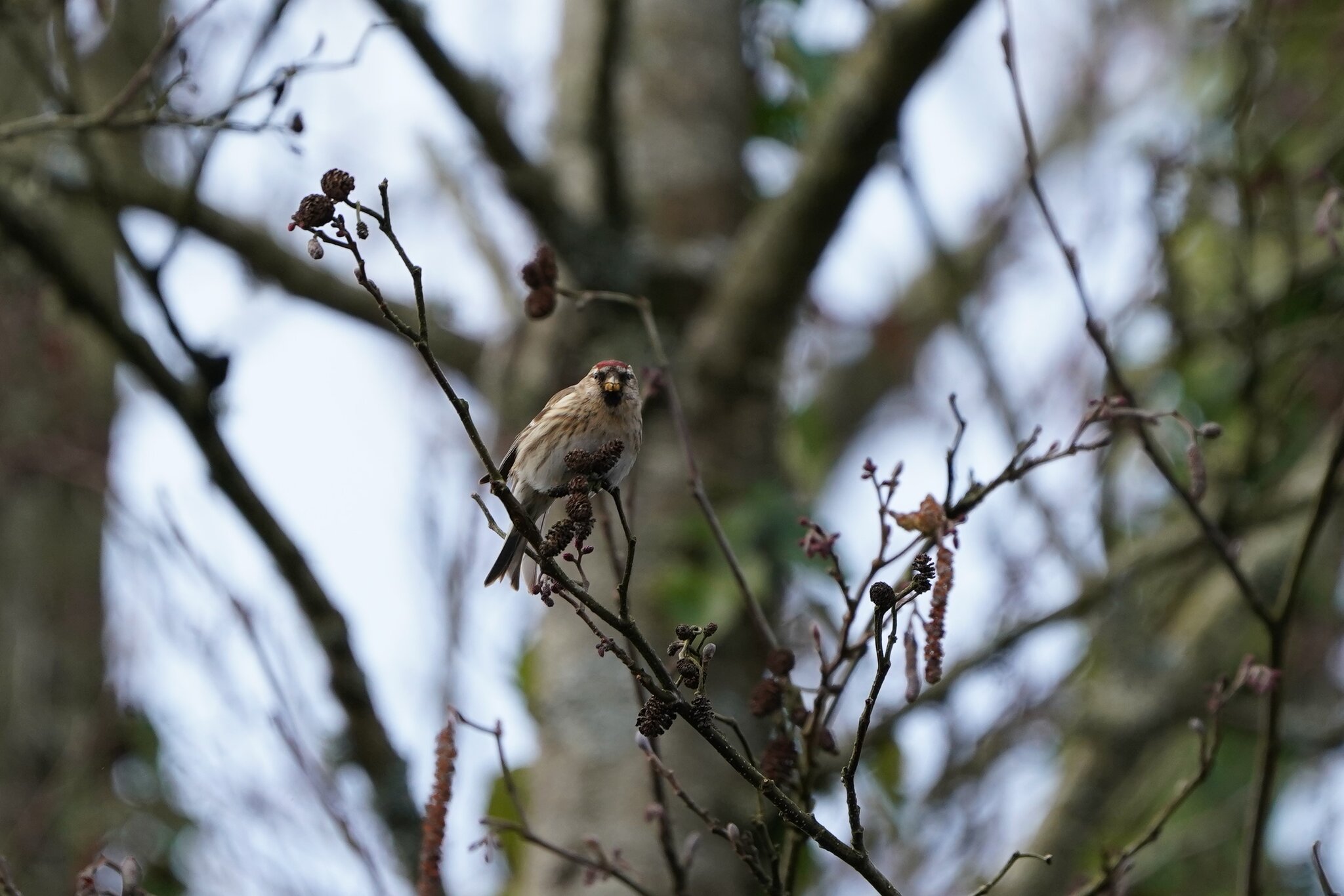 Redpoll