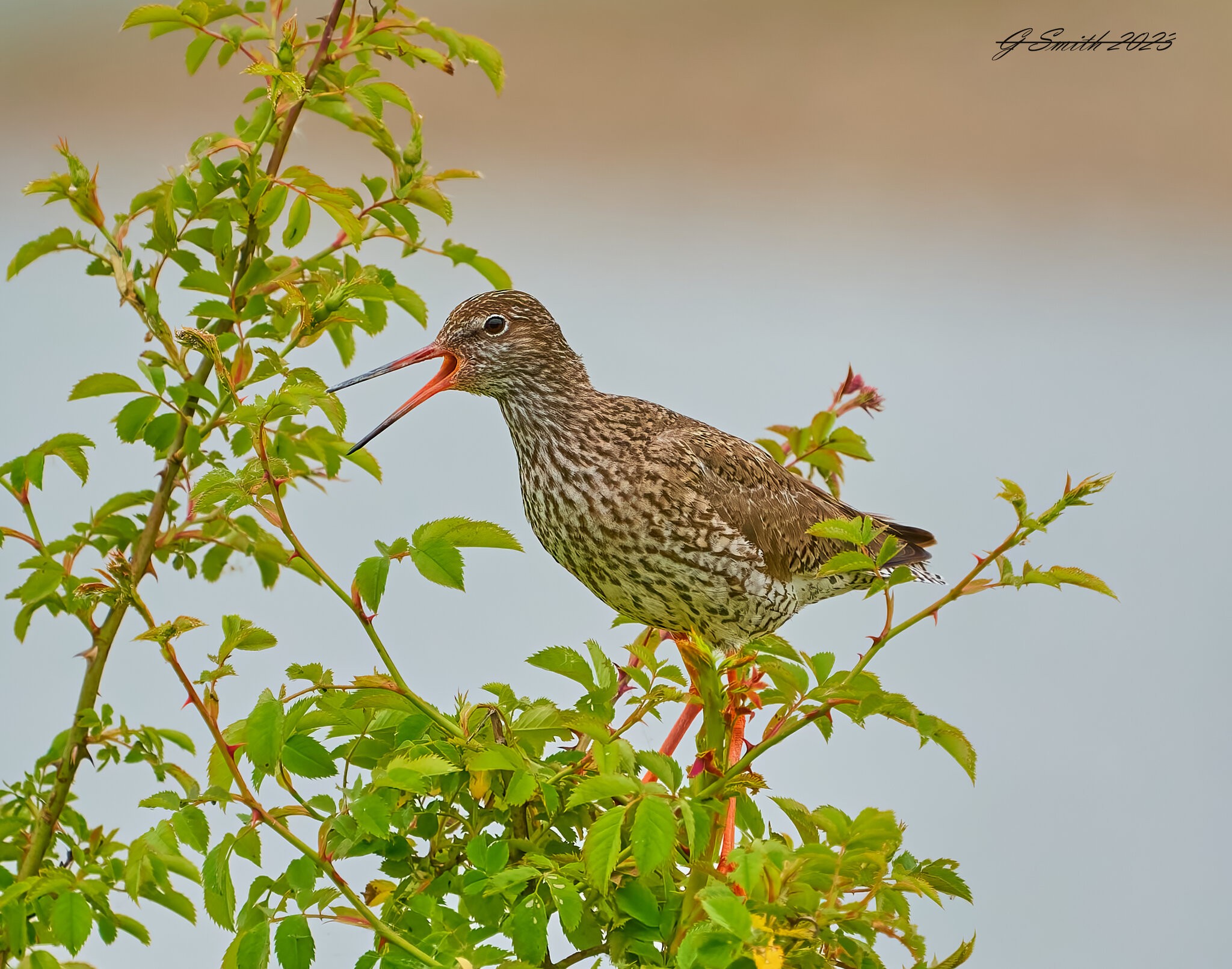 redshank 2023 1.jpg